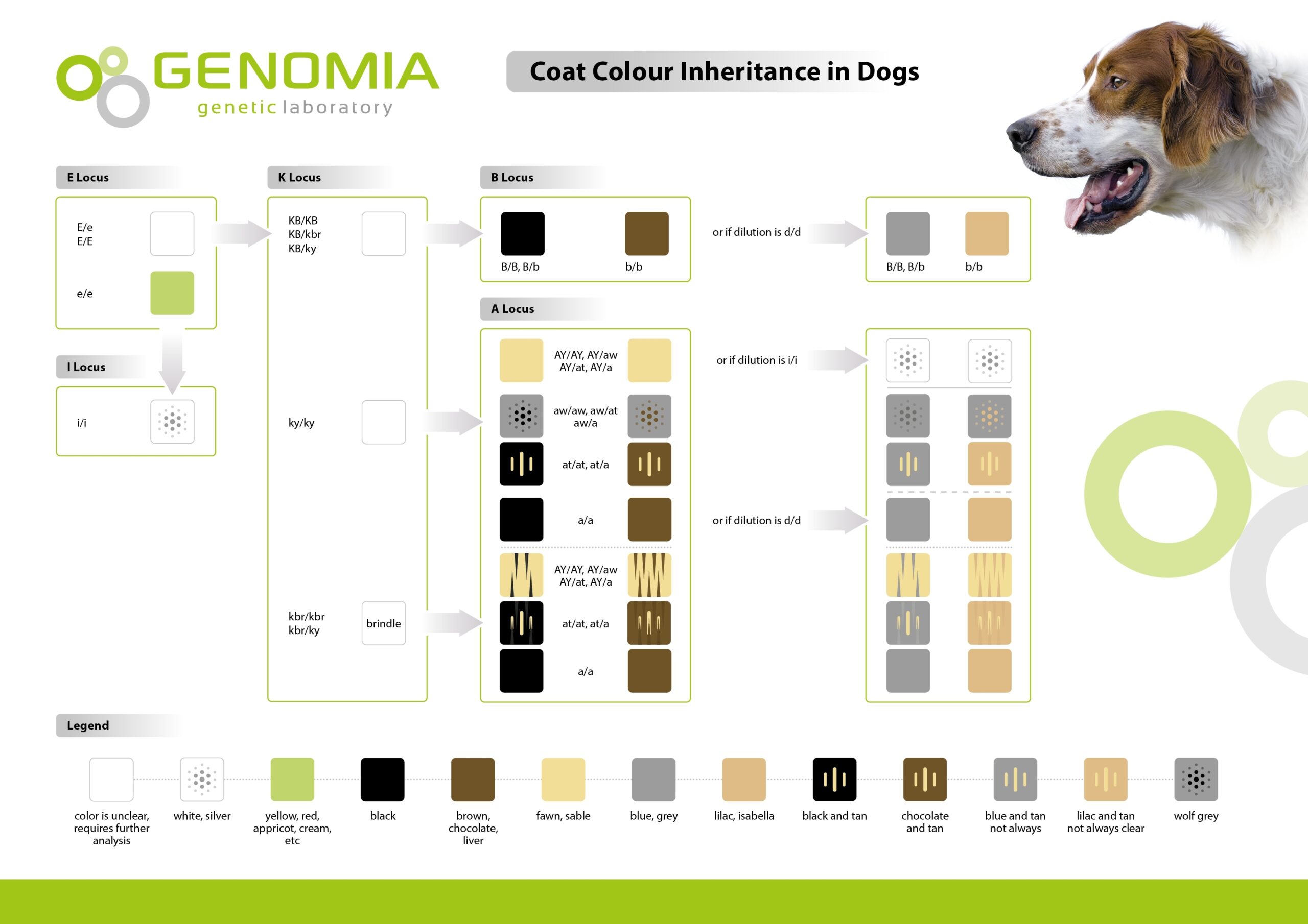 Genomia Coat Color Dogs