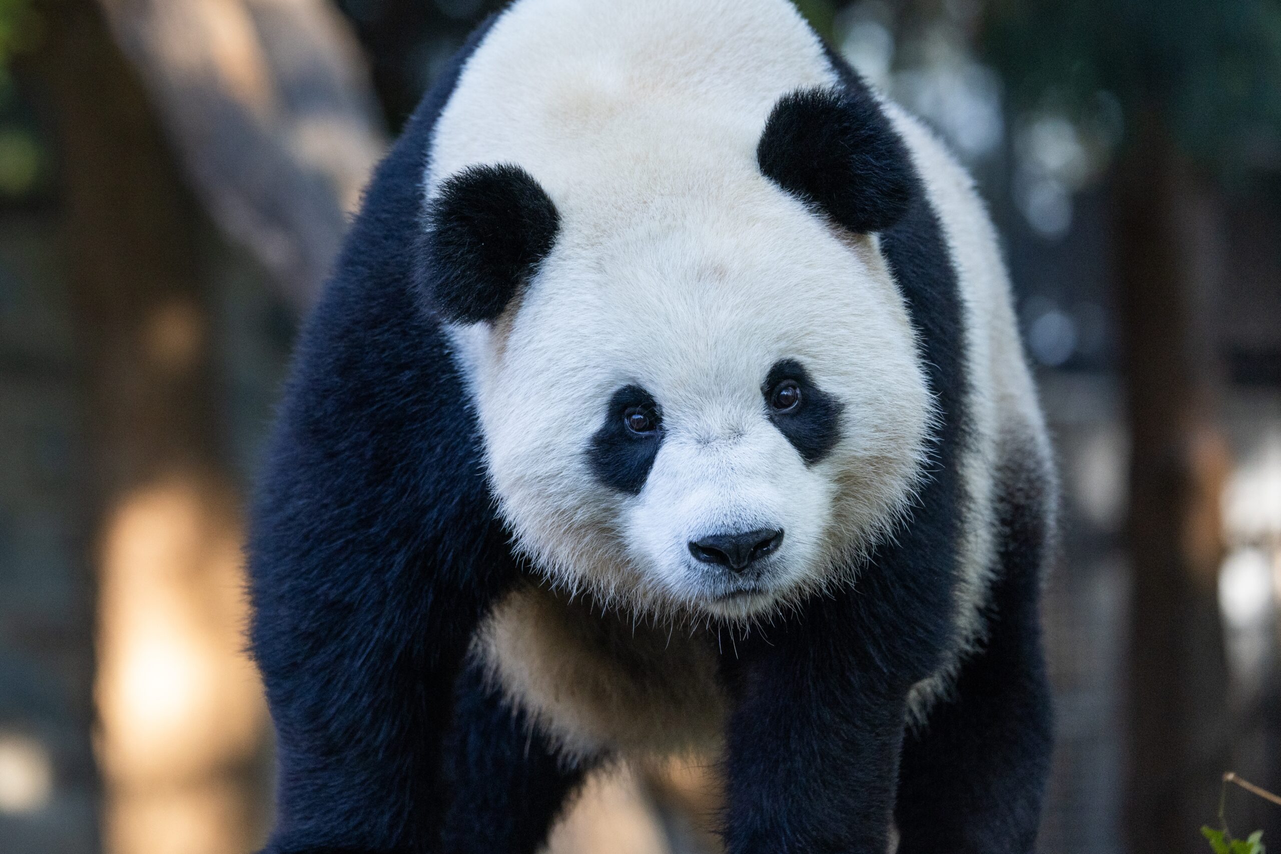 Giant Panda Smithsonian s National Zoo And Conservation Biology Institute