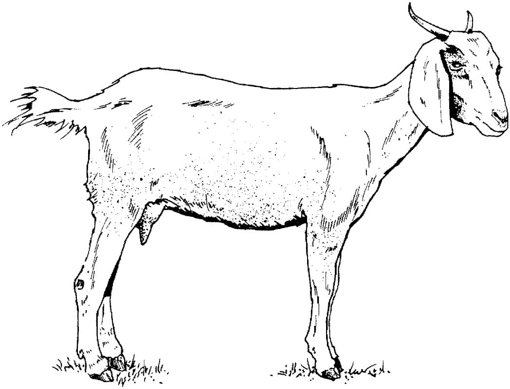 coloring picture of a goat