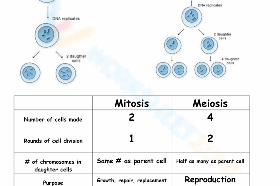 Grade 9 Mitosis Verses Meiosis Worksheets 2025