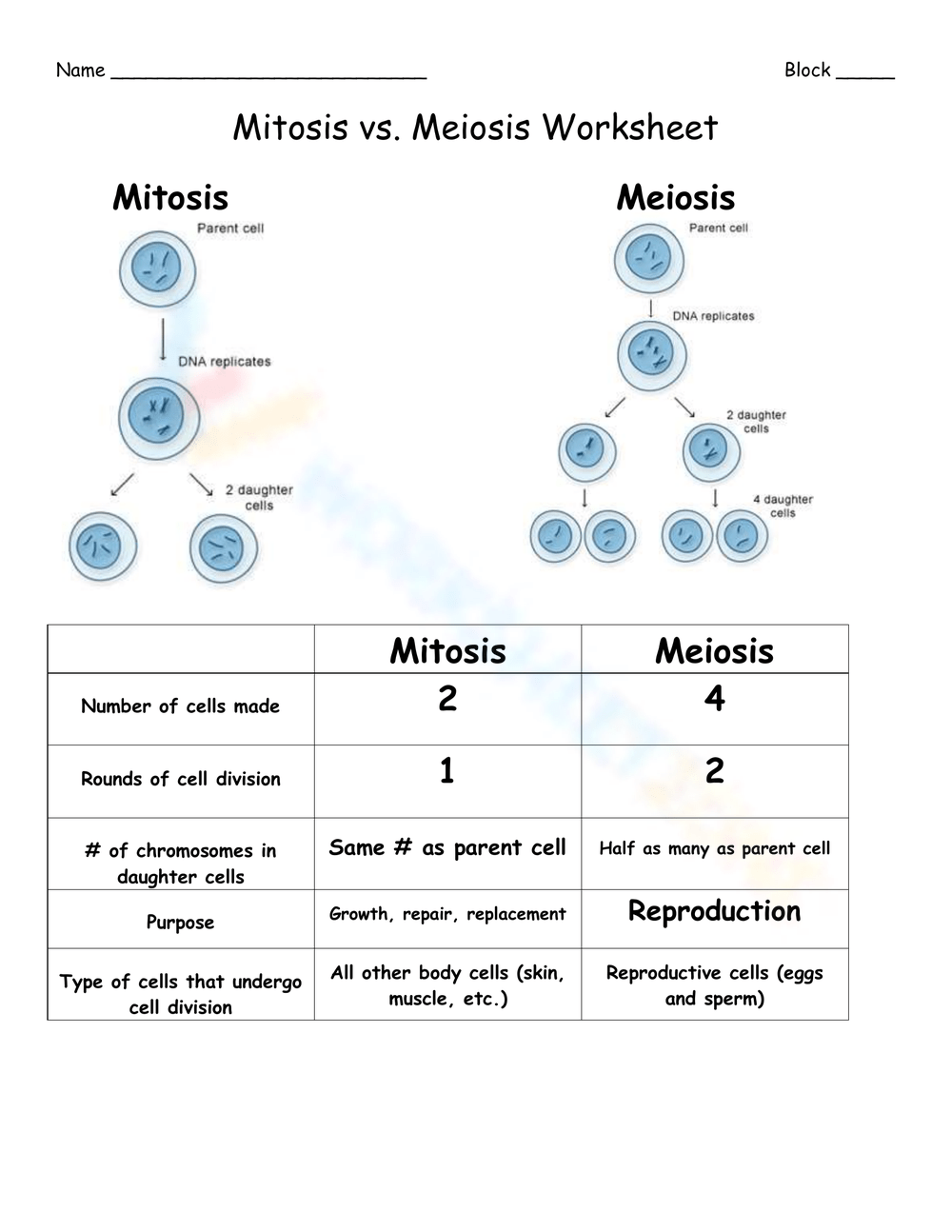 Grade 9 Mitosis Verses Meiosis Worksheets 2025