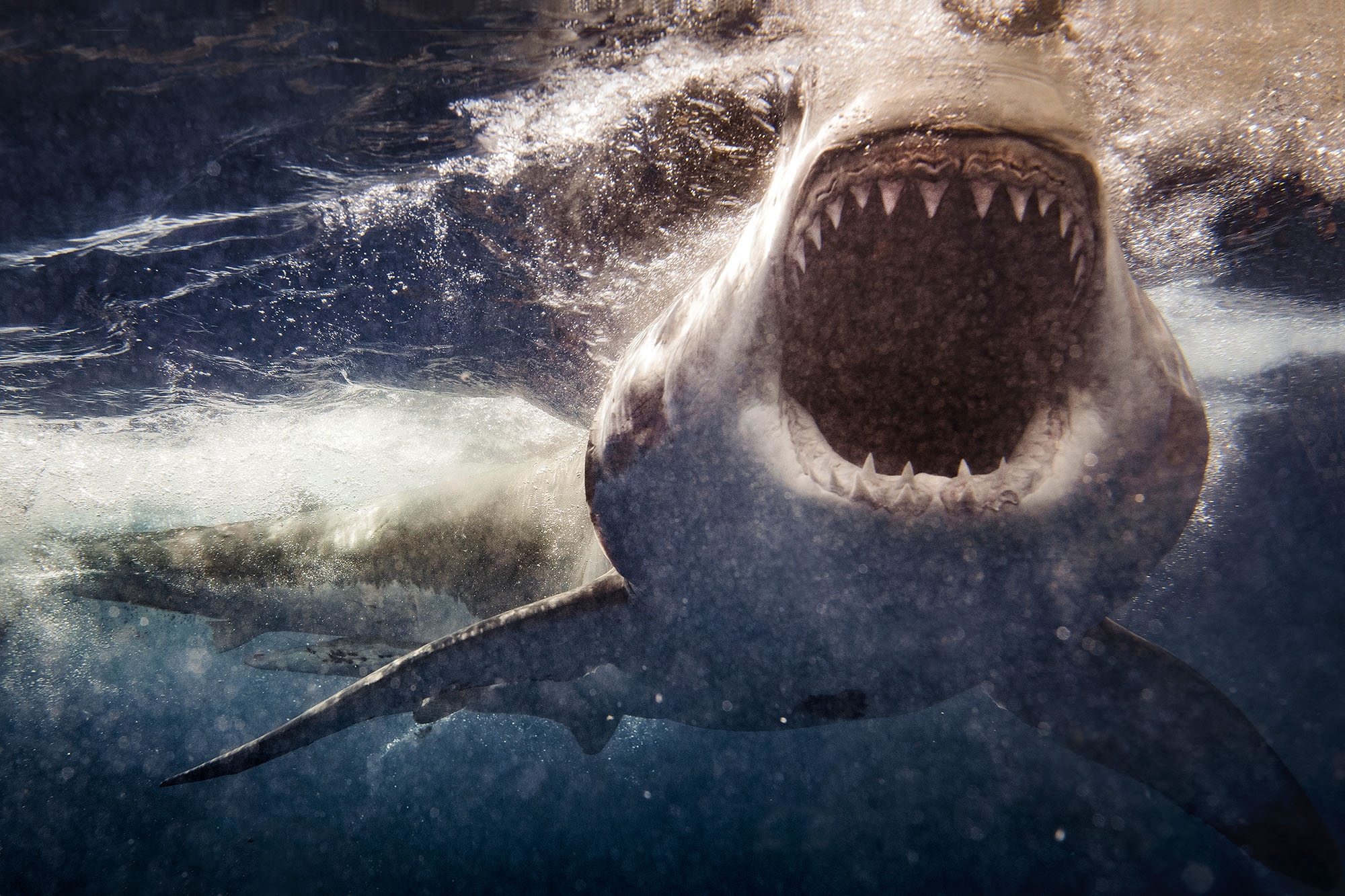 Great White Sharks May Change Color When Hunting Prey Study
