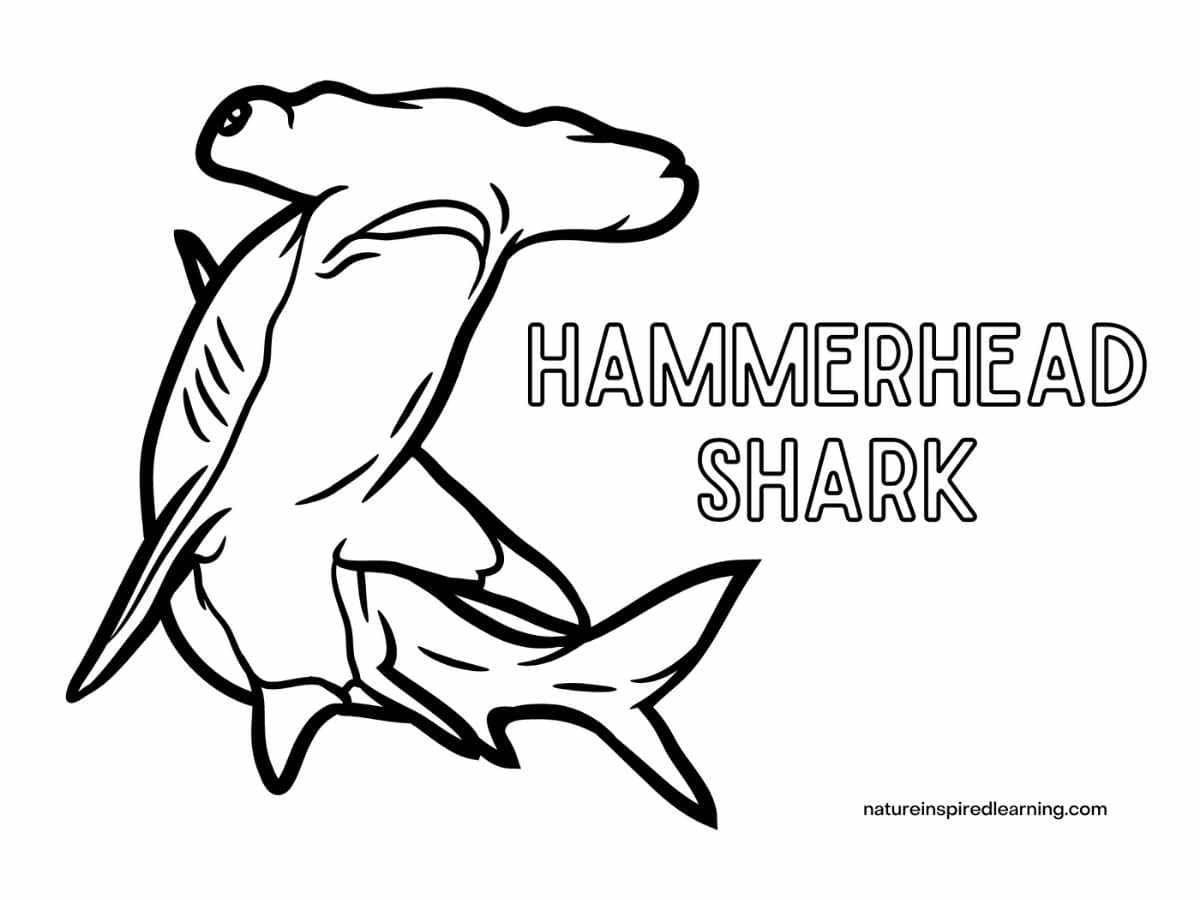 hammerhead shark pictures to color