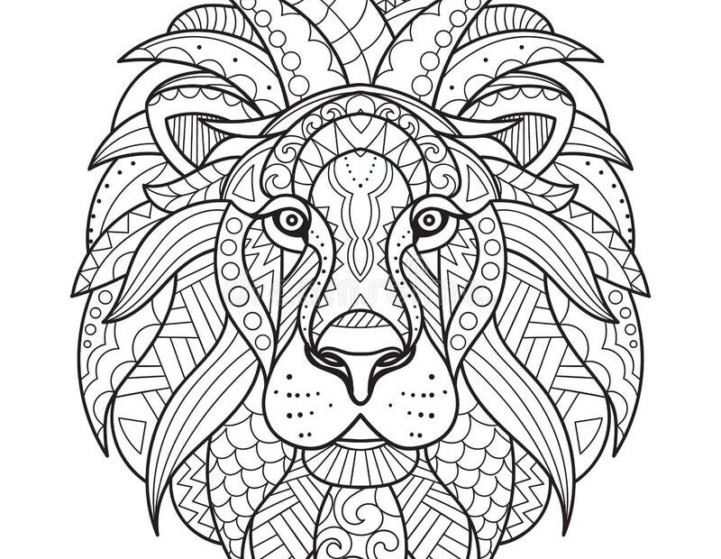 Hand Drawn Lion Coloring Page Stock Illustrations 939 Hand Drawn