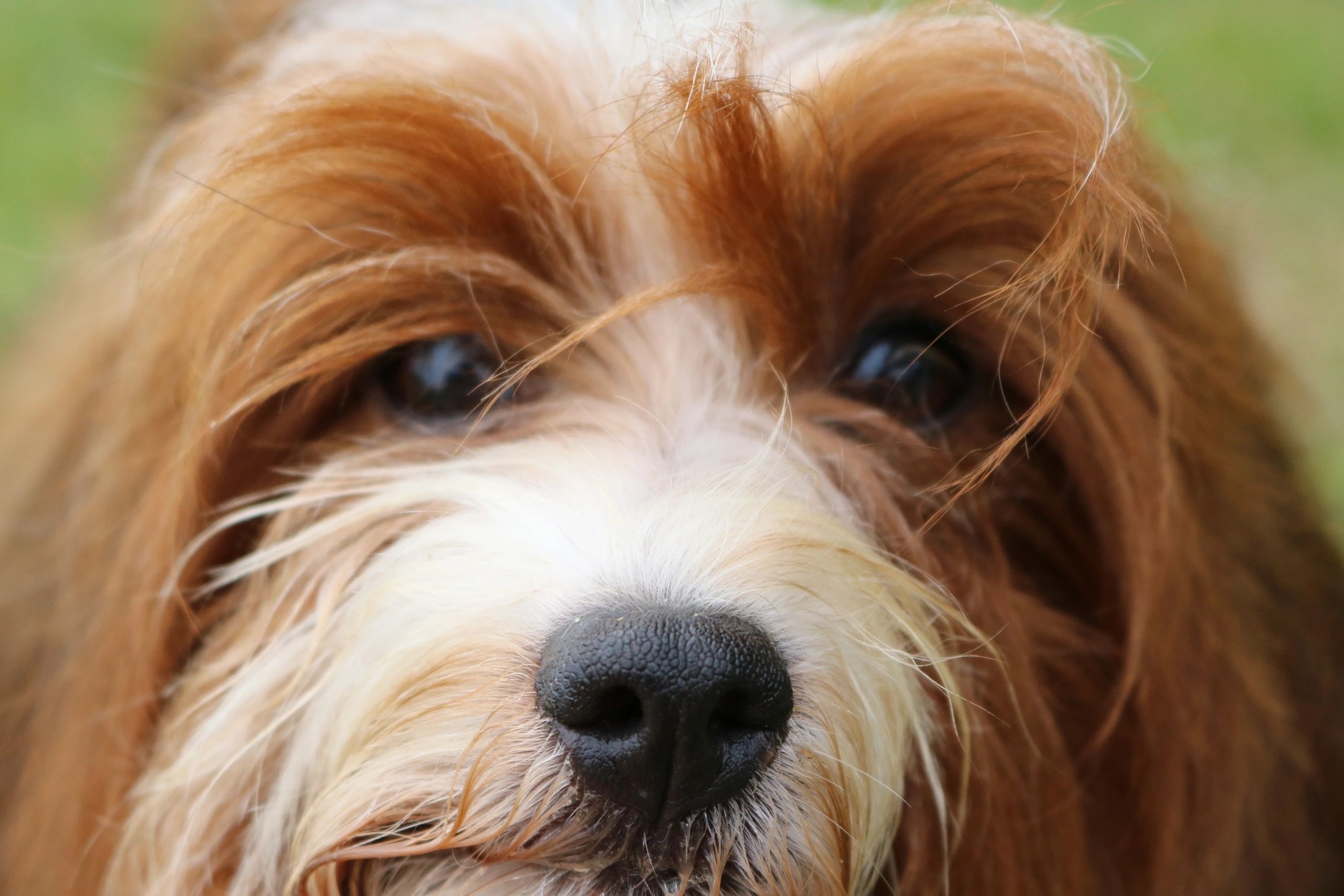 Havana Rouge Havanese