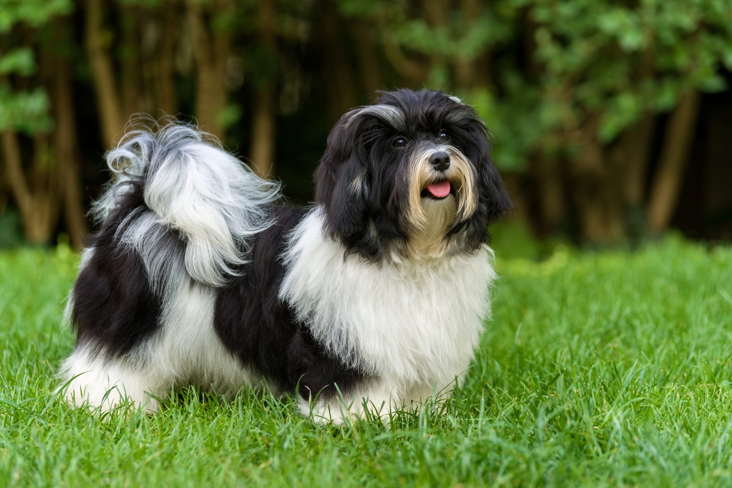 havanese dog colors