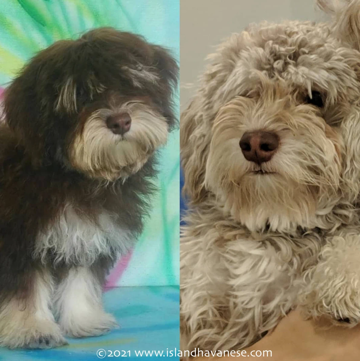 color fading gene dogs