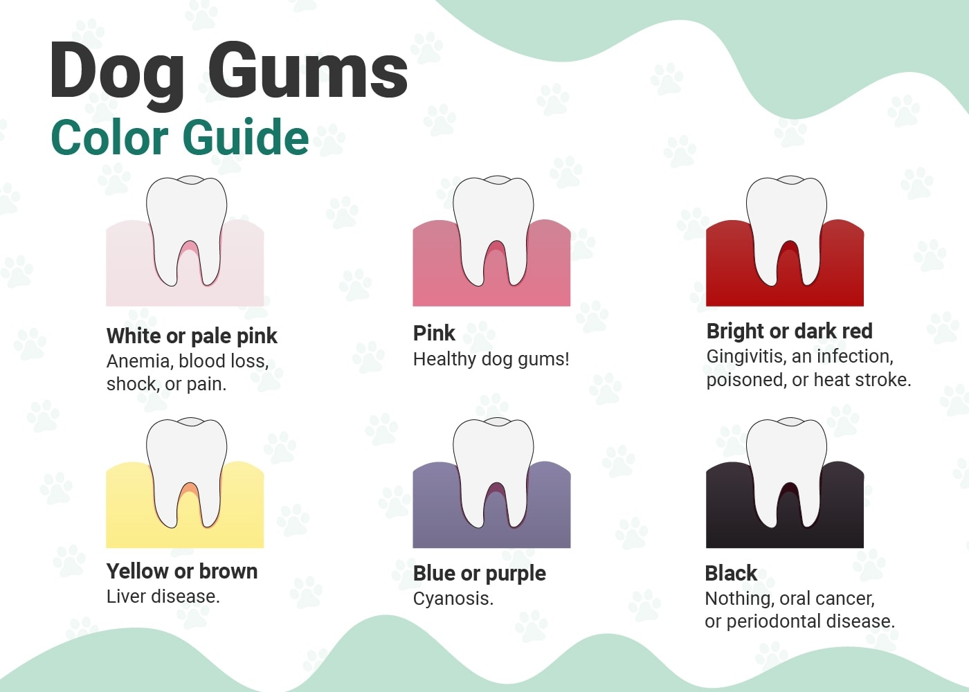 Healthy Dog Gums Vs Unhealthy Color Chart U0026 Vet Approved Facts 