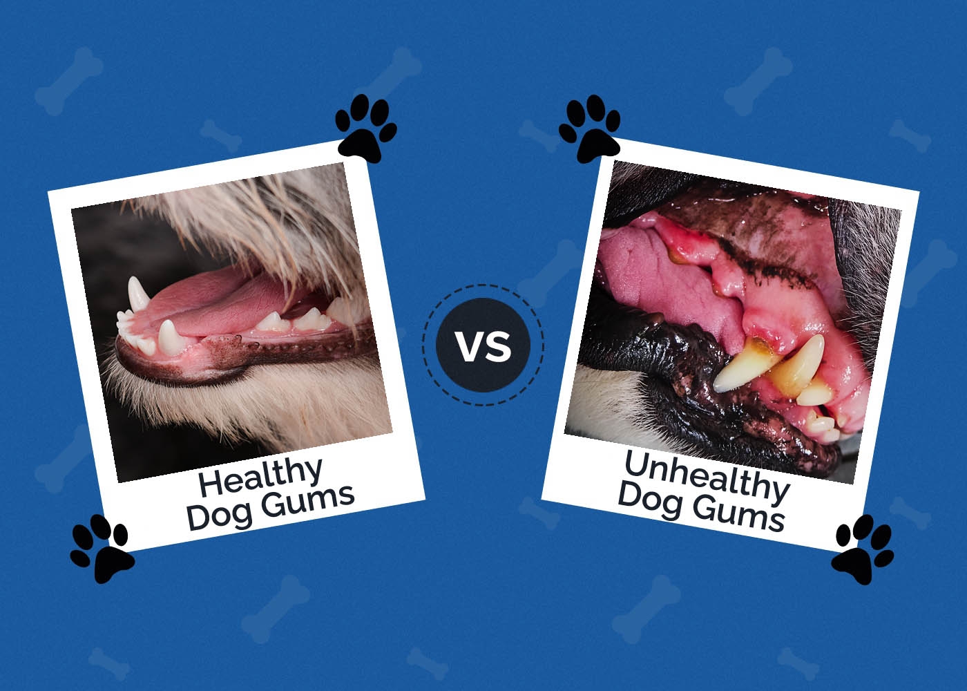 normal gum color in dogs