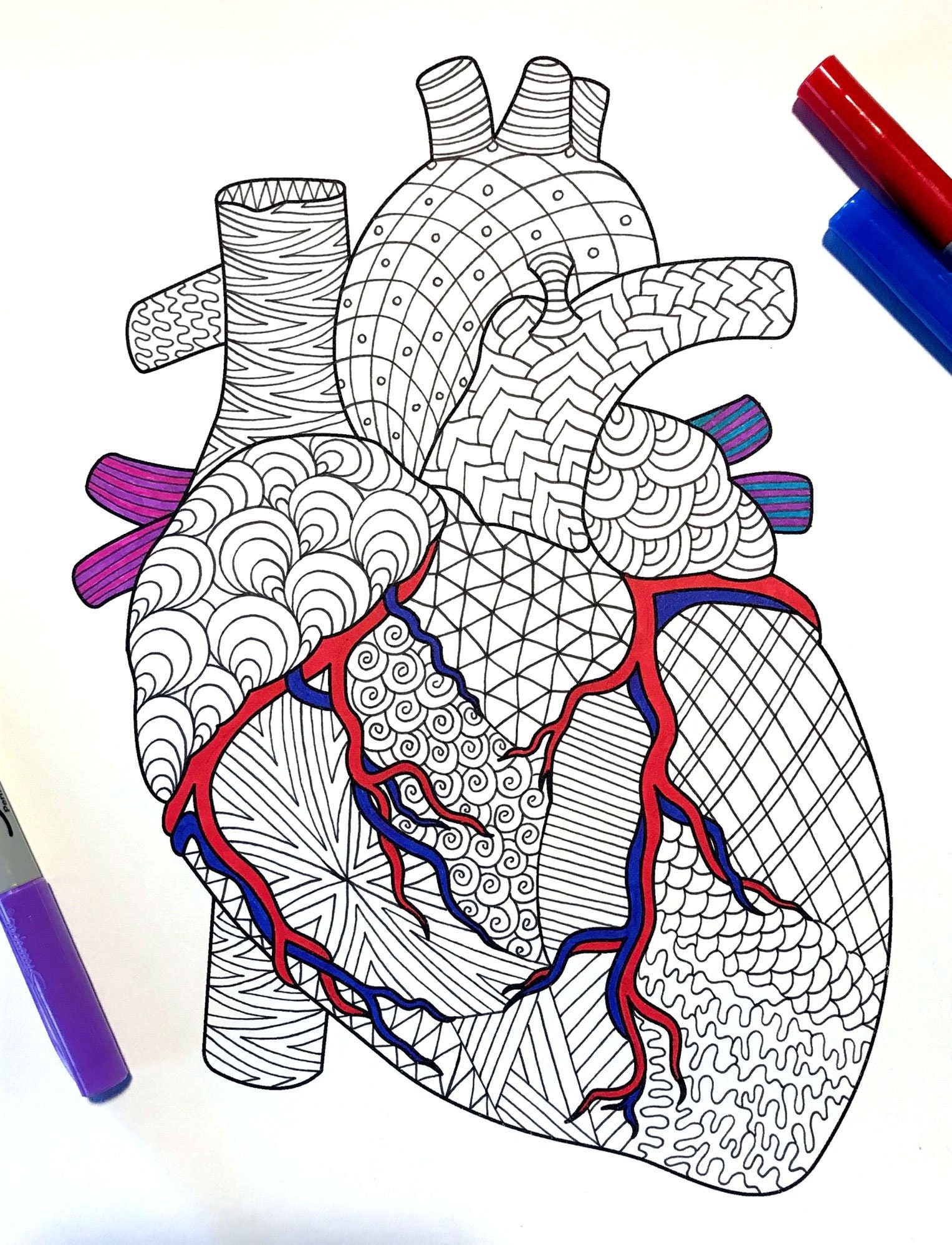 Heart Human Anatomy PDF Coloring Page Etsy