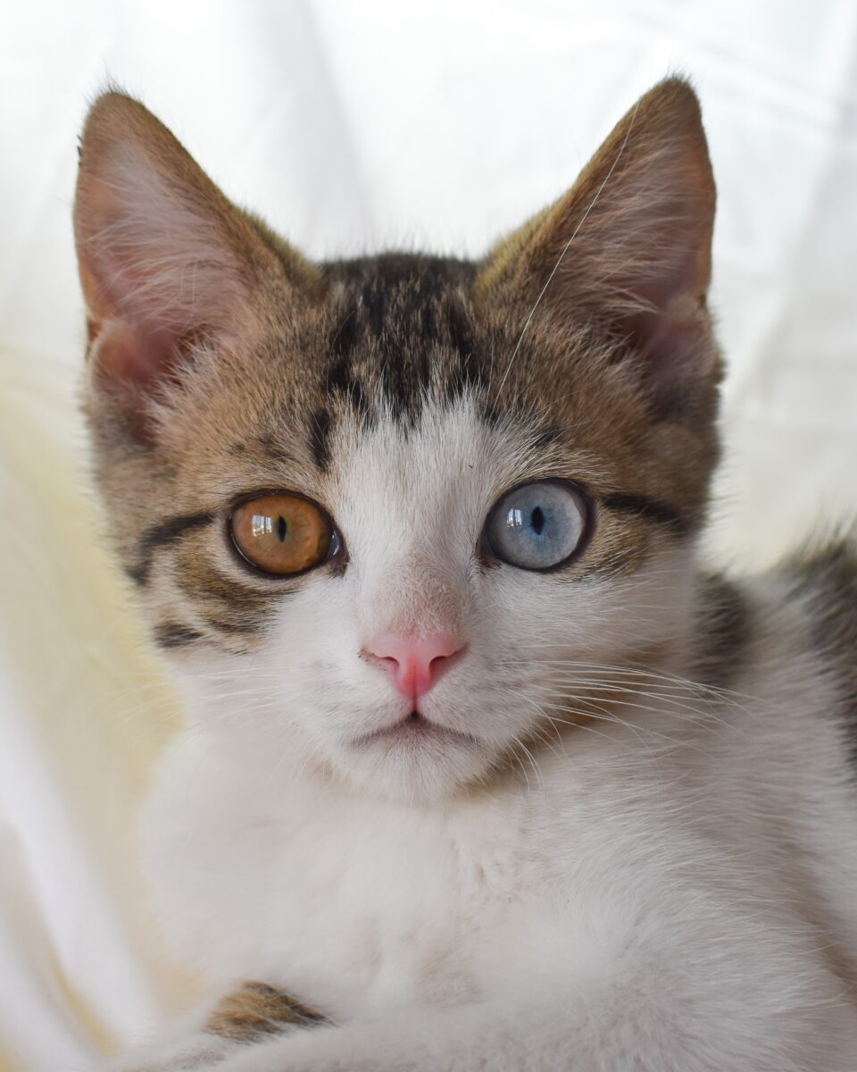 Here s Why Some Cats Have Different Color Eyes Heterochromia 