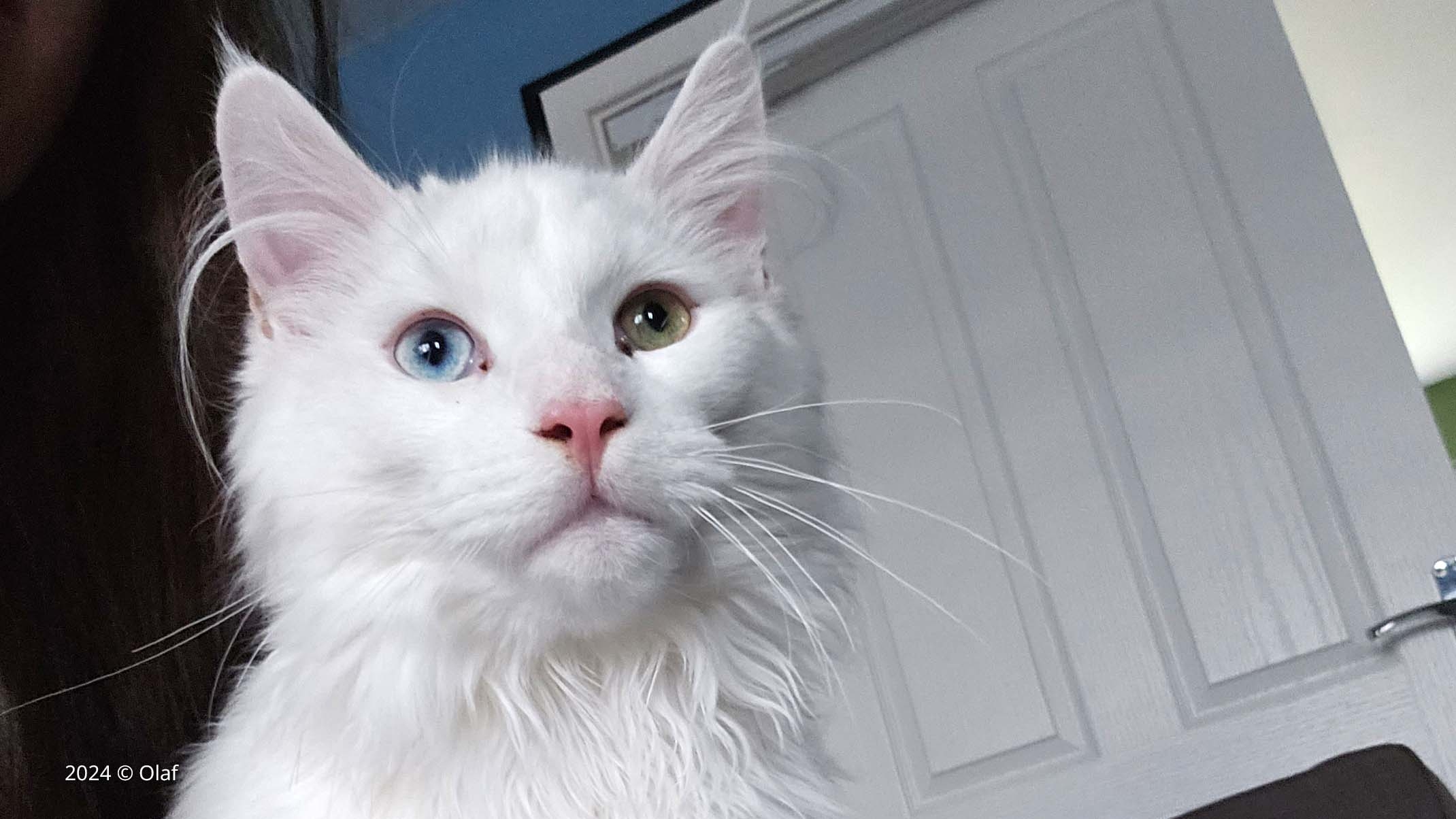 cat with two different colored eyes