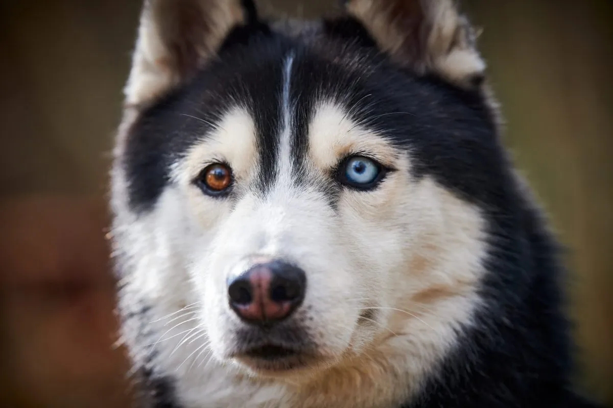 Heterochromia In Dogs Symptoms Causes U0026 Treatments