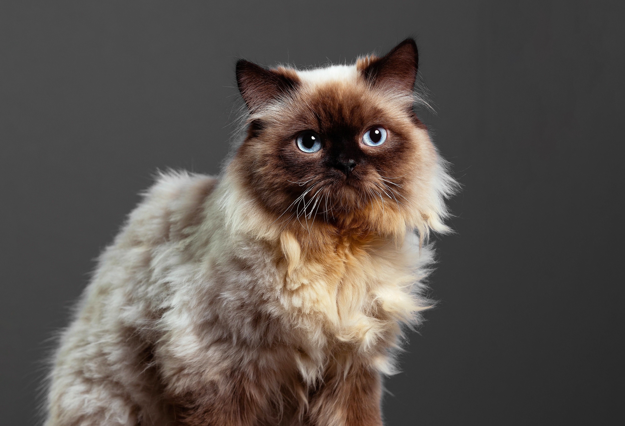 Himalayan Cat Breed Personality History And More Modern Cat
