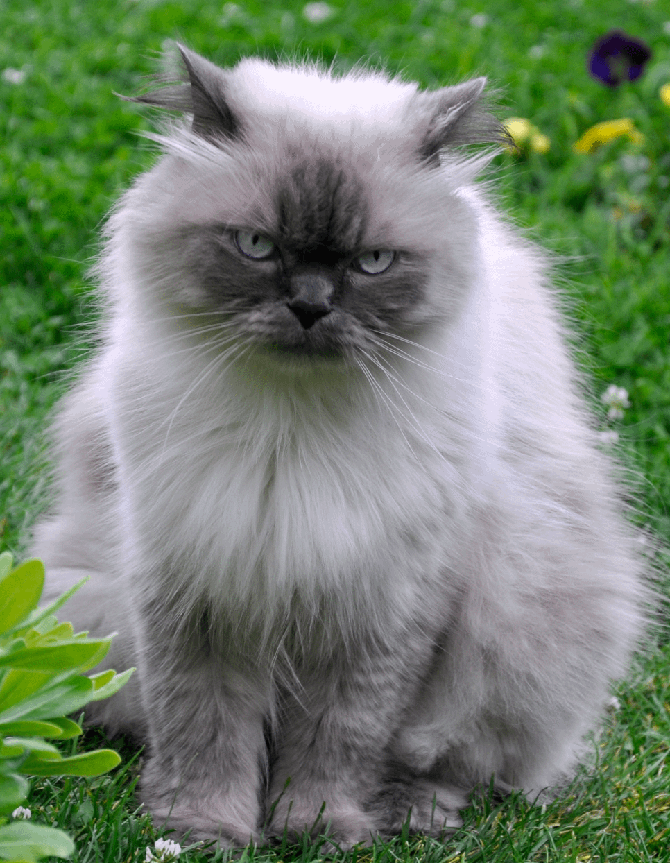 himalayan cat colors