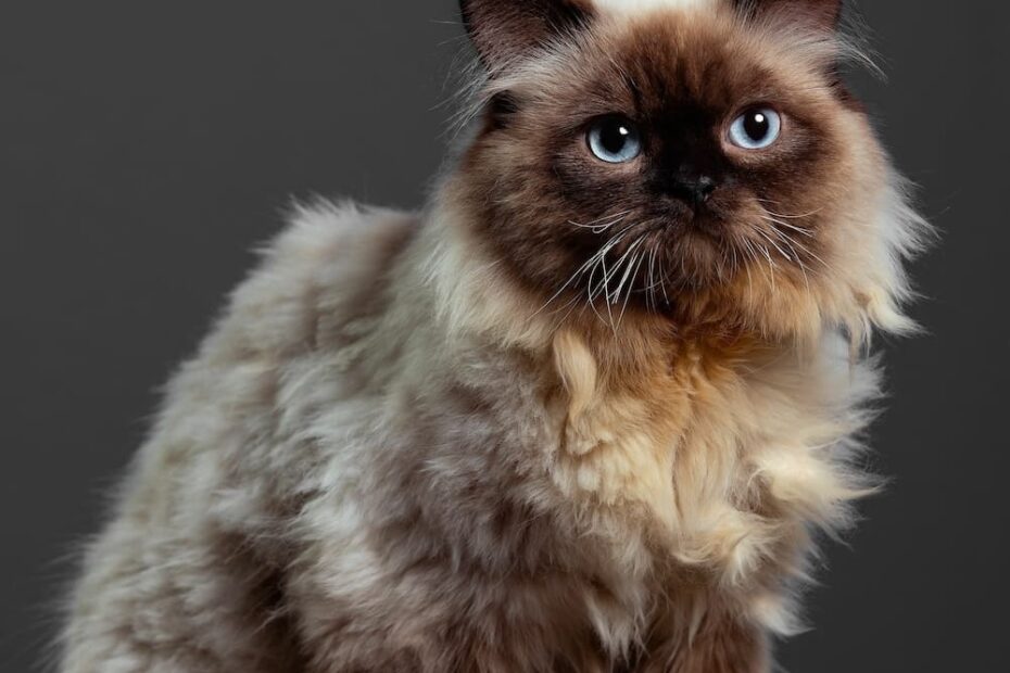 Himalayan Cat Colors Top 10 Colors From Common To Rare
