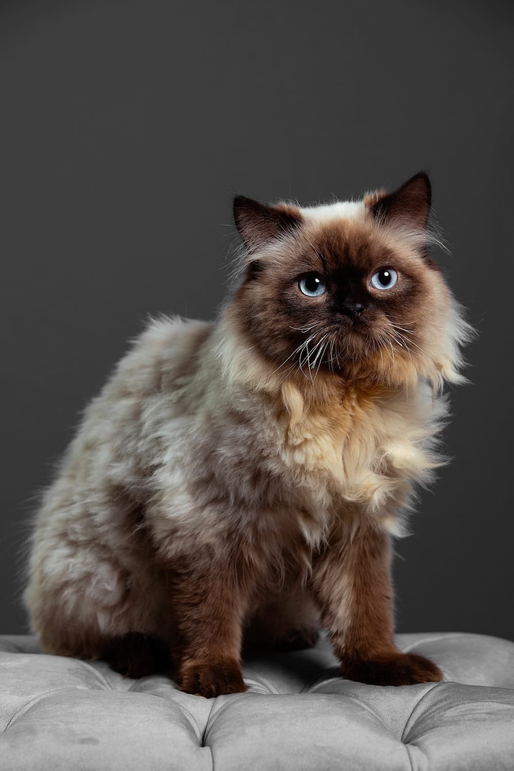 Himalayan Cat Colors Top 10 Colors From Common To Rare