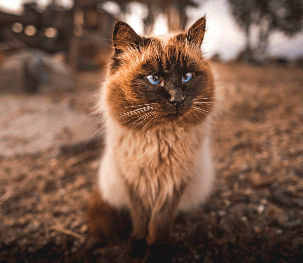 Himalayan Cat Colors Top 10 Colors From Common To Rare