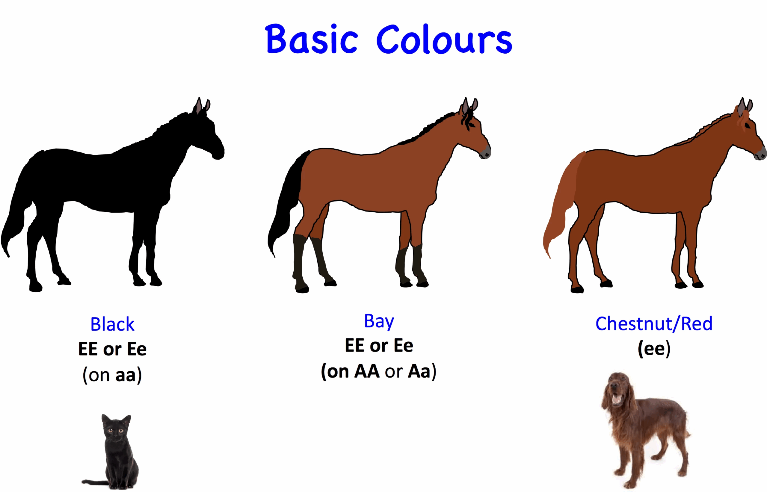 Horse Genetics 2 0 Colours Laboratoire De G n tique V t rinaire