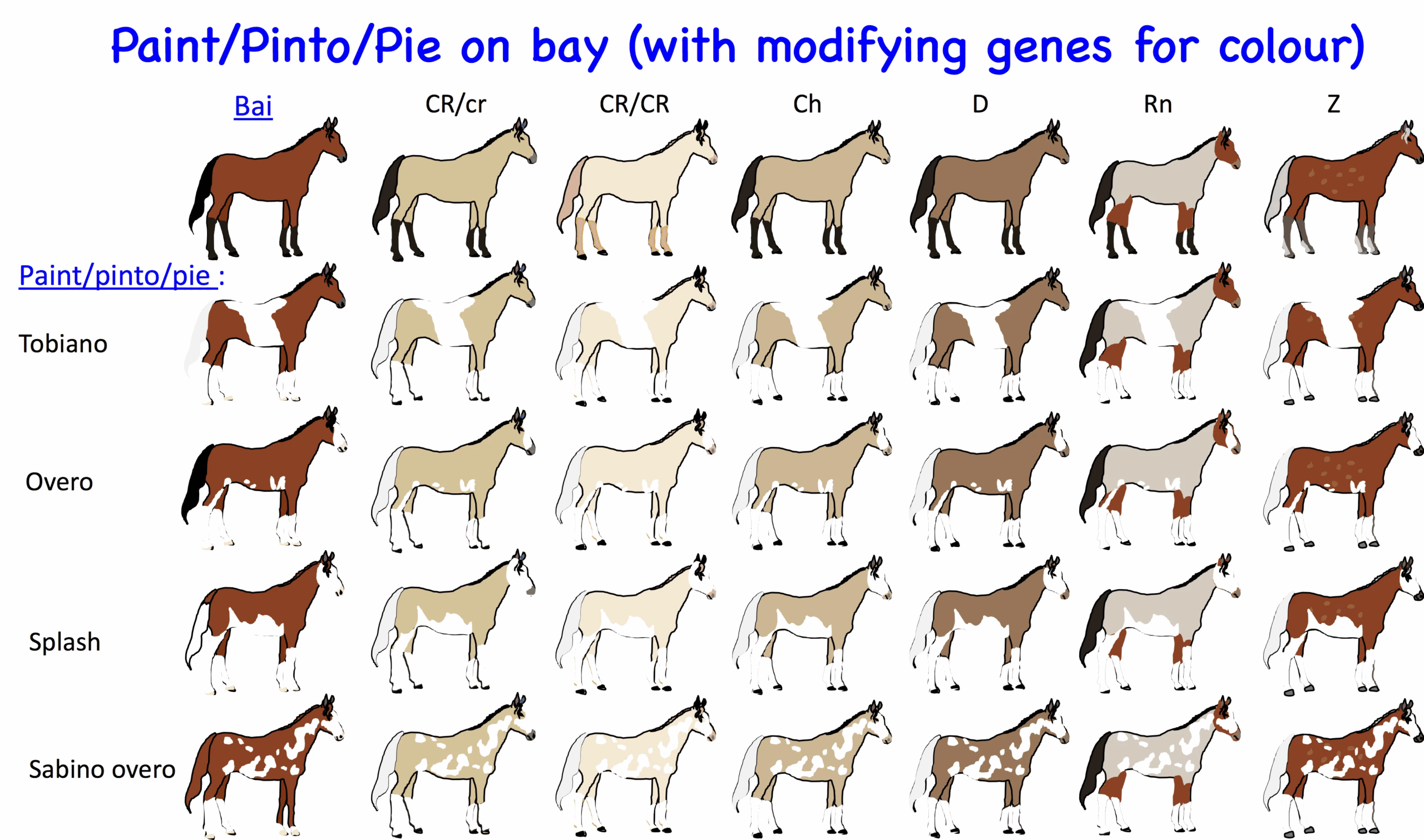 Horse Genetics 2 0 Colours Laboratoire De G n tique V t rinaire