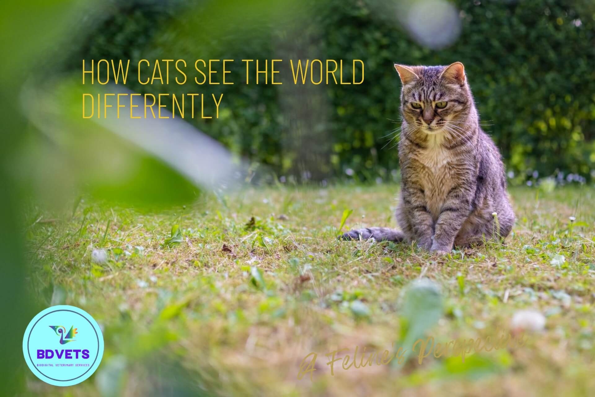 can cats see the color green