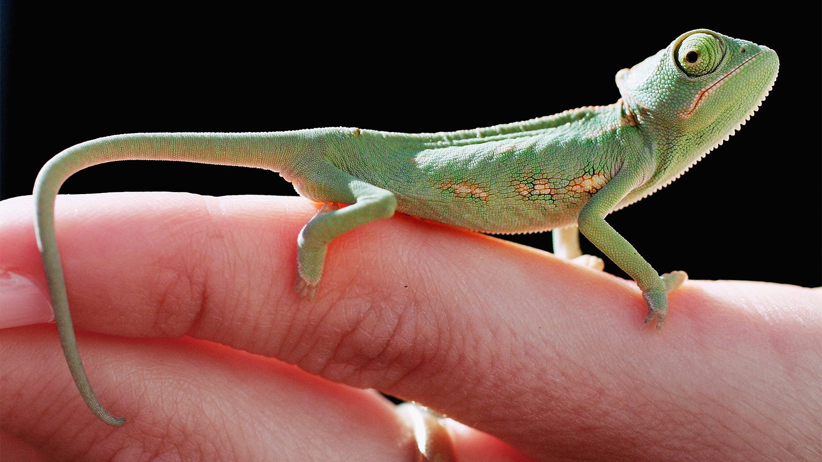 How Do Chameleons Change Color And Why HowStuffWorks