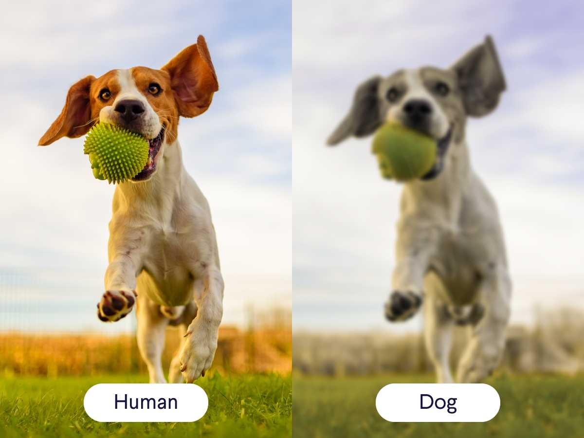 is all dogs color blind