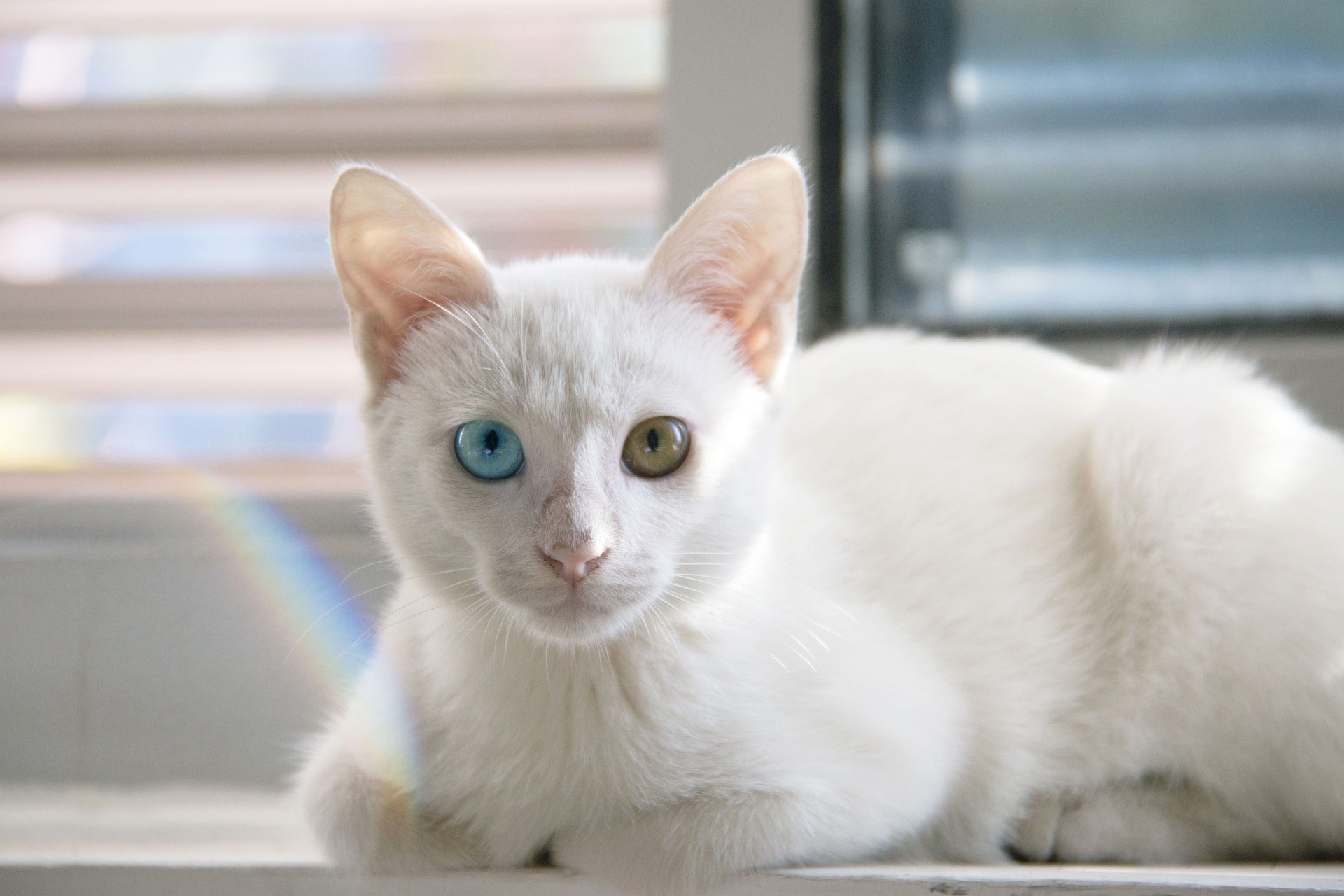 How Rare Is A Cat With Two Different Eye Colors Vet Reviewed Facts The Surprising Answer Catster
