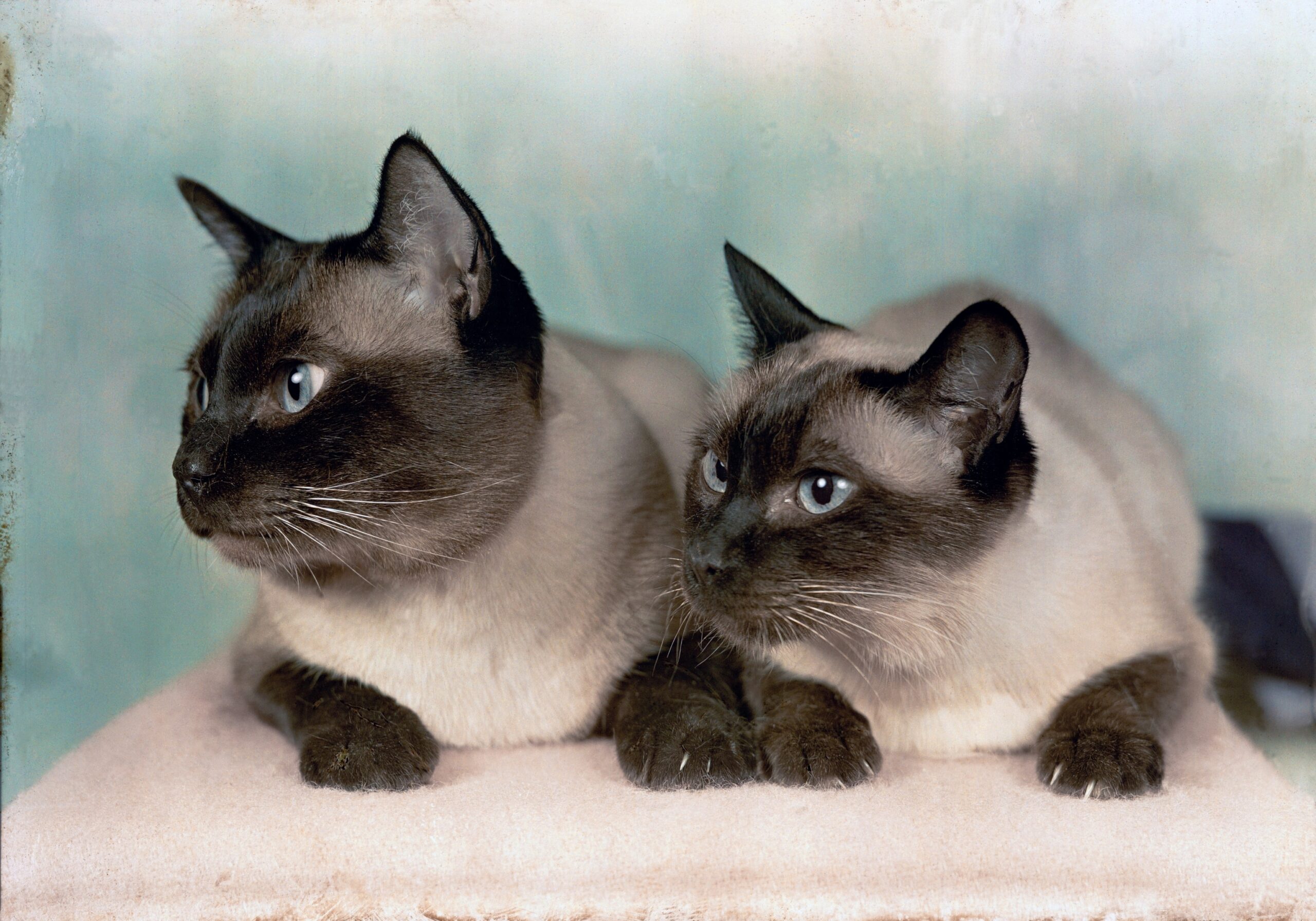 How Siamese Cats Change Their Colors National Geographic