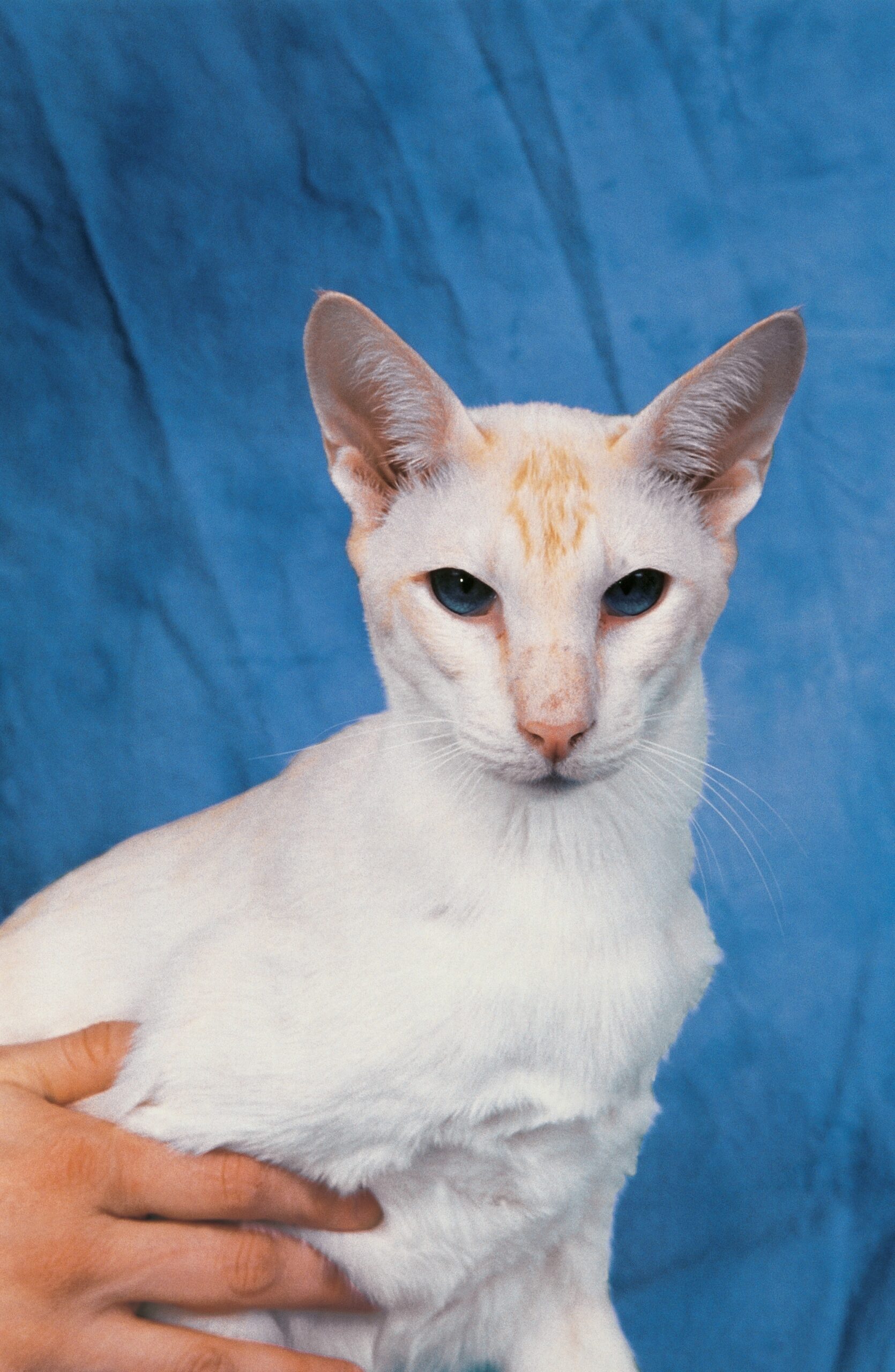 How Siamese Cats Change Their Colors National Geographic