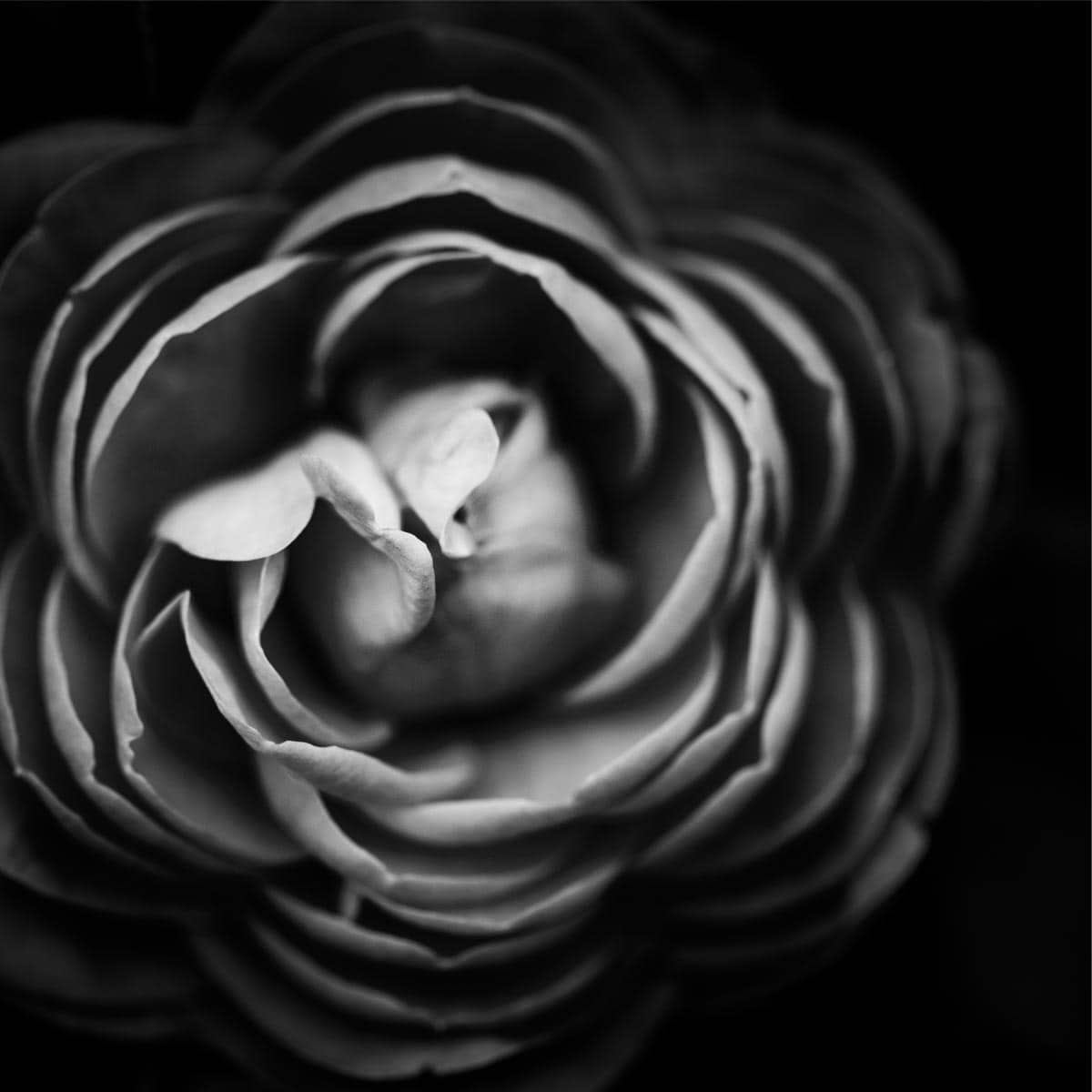 make color picture black and white