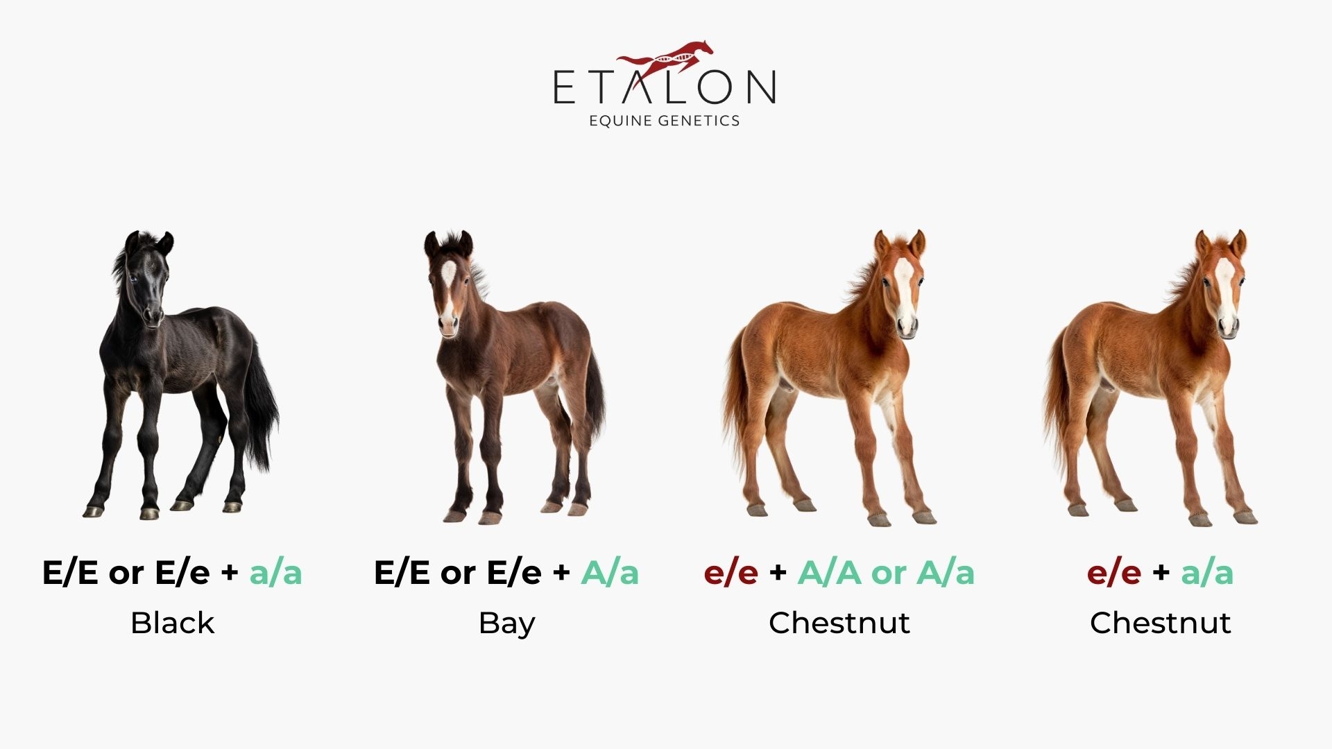 color calculator animal genetics