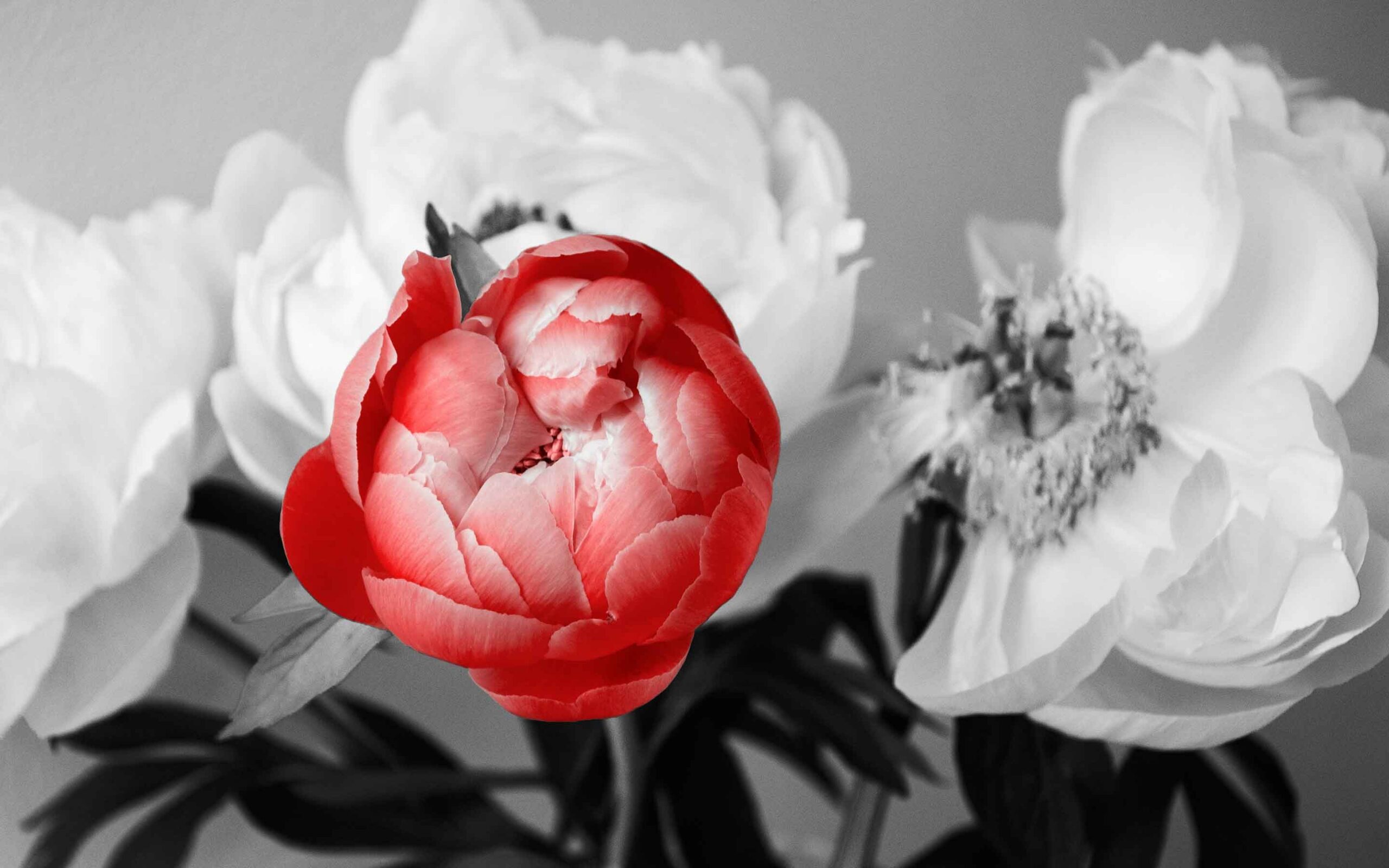How To Transform Black and White Photography Into Color