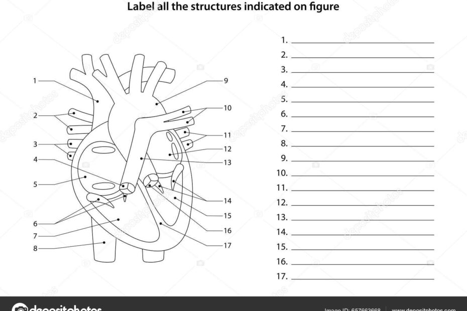 Human Anatomy Worksheet Label All Structures Indicated Figure Heart Blood Stock Vector By AStepBioMed 657663668