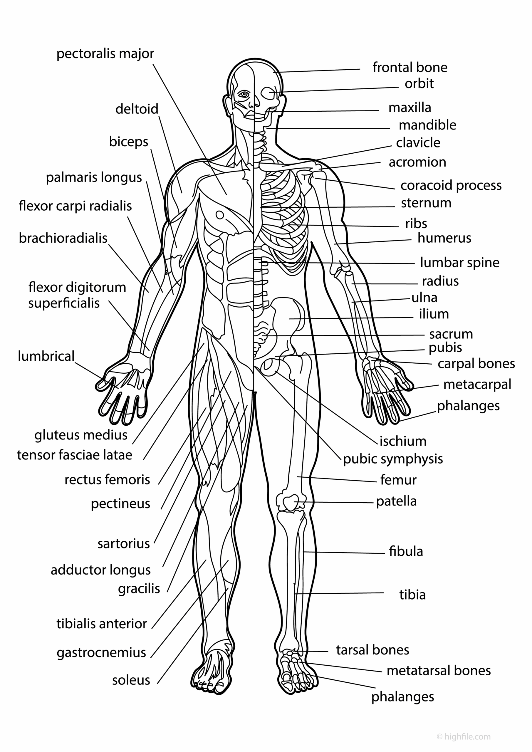 Human Body Anatomy Skeleton And Muscle Diagram PDF Highfile