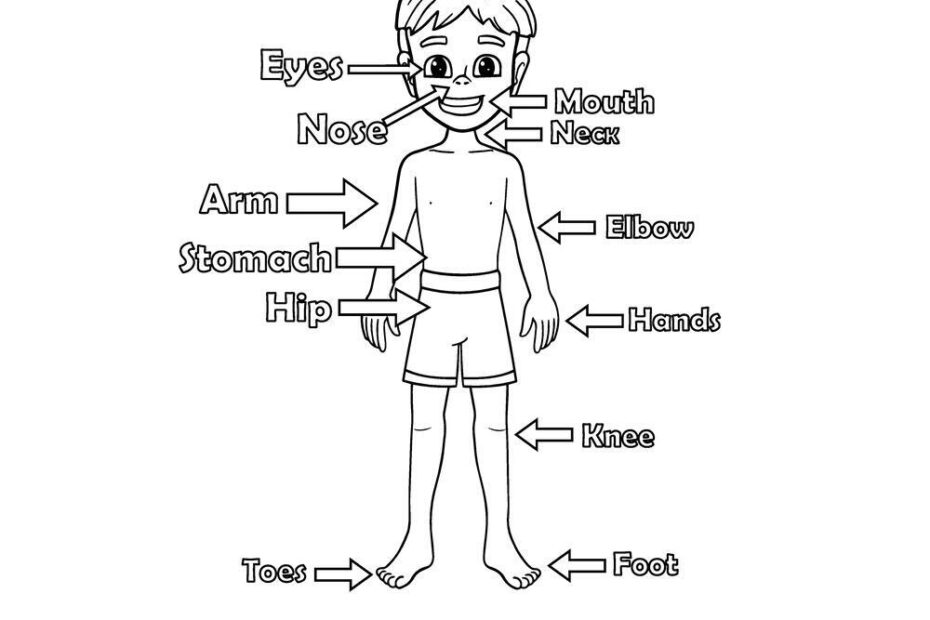 Human Body themed Coloring Pages Beeloo Printable Crafts And Activities For Kids