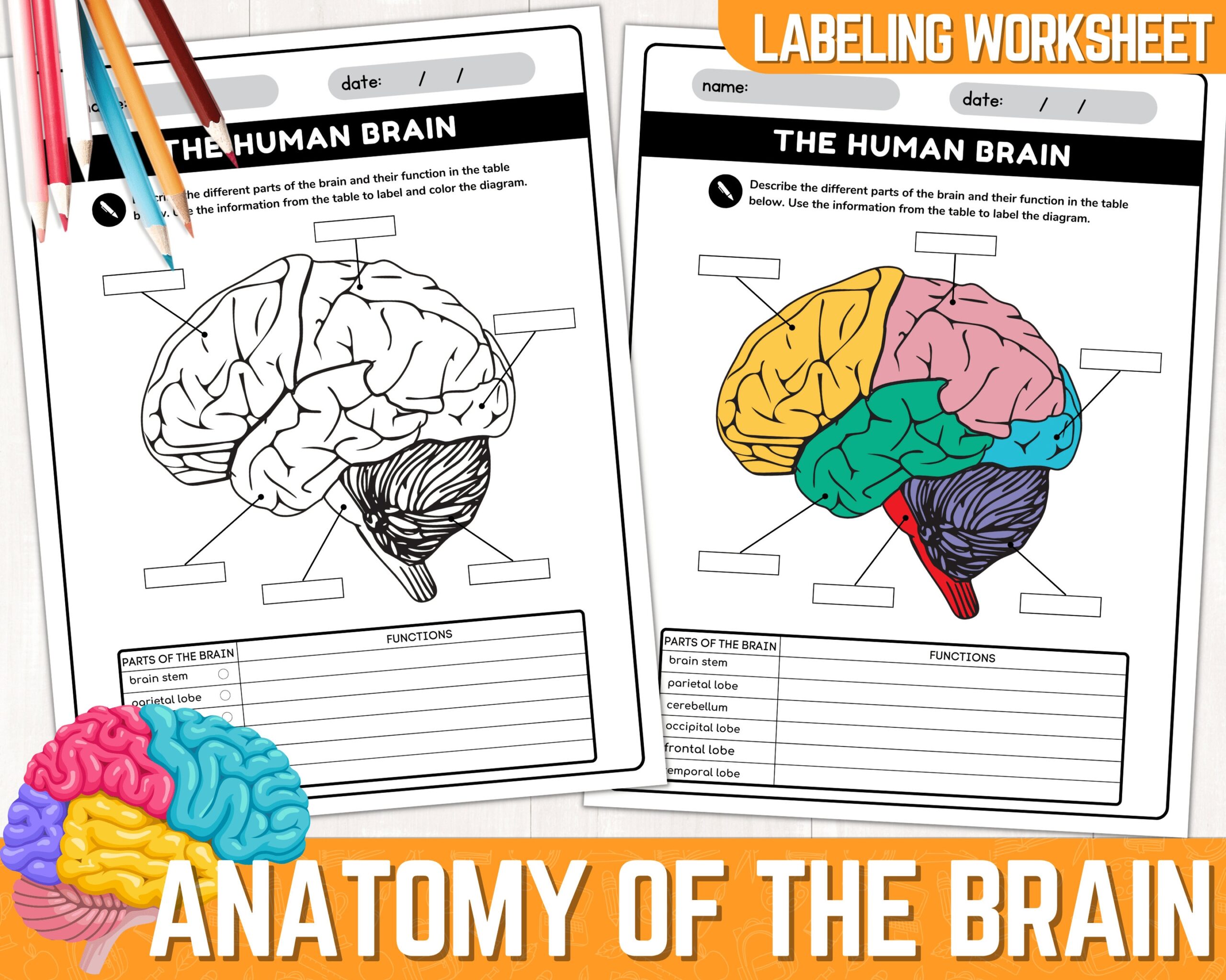 Human Brain Parts Labeling Worksheet Anatomy Of The Brain Parts Of The Human Brain Worksheets Instant Download Printable PDF Etsy