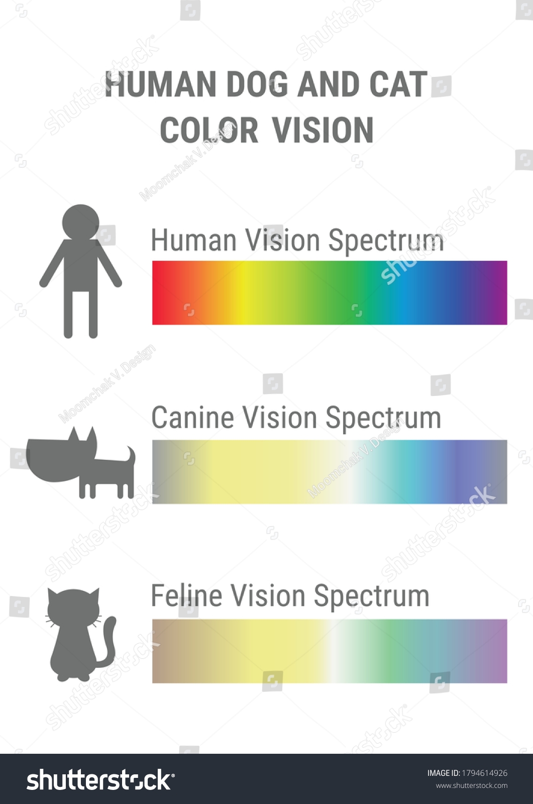 colors cats see