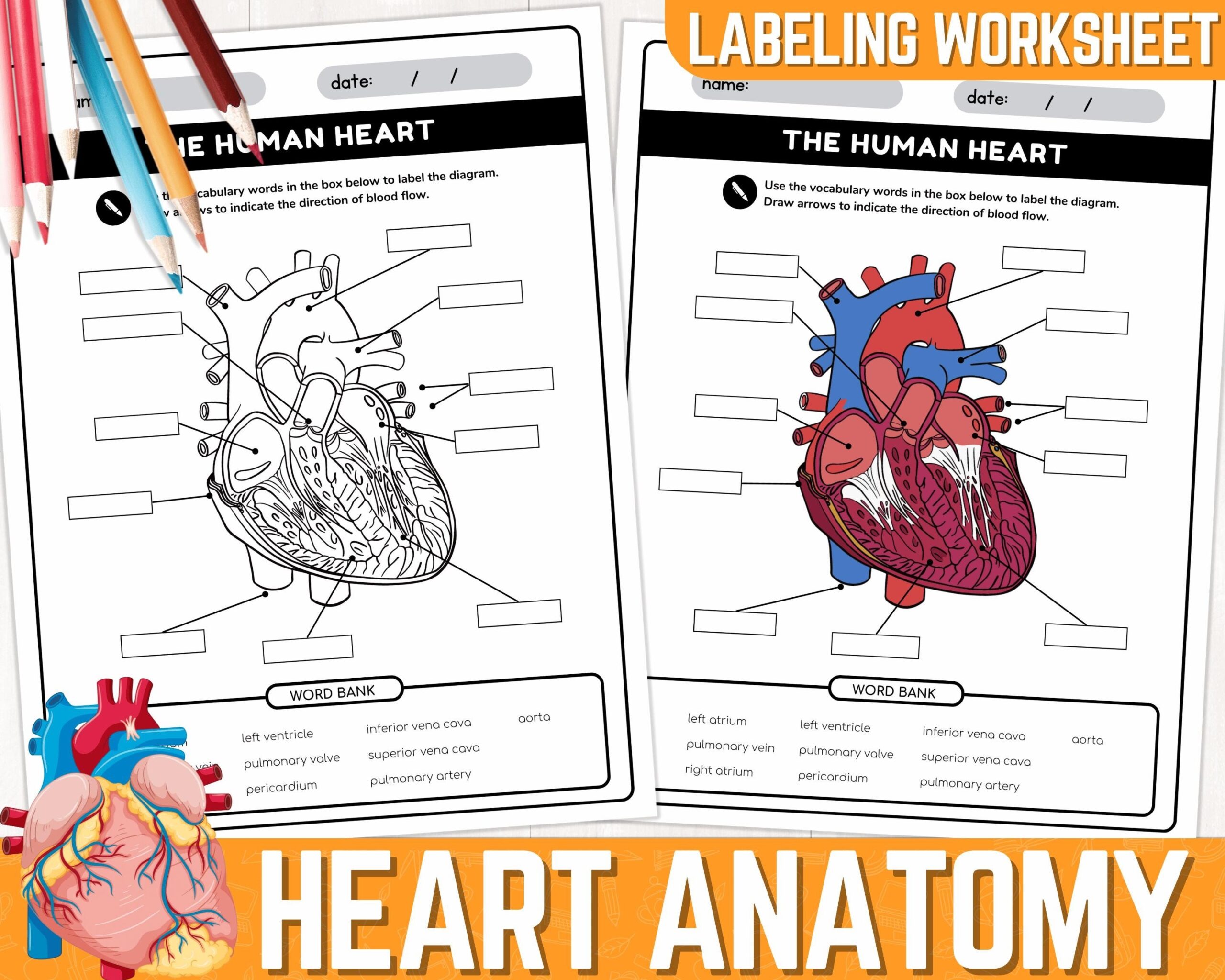 Human Heart Parts Labeling Worksheet Anatomy Of The Heart Parts Of The Human Heart Worksheets Instant Download Printable PDF Etsy