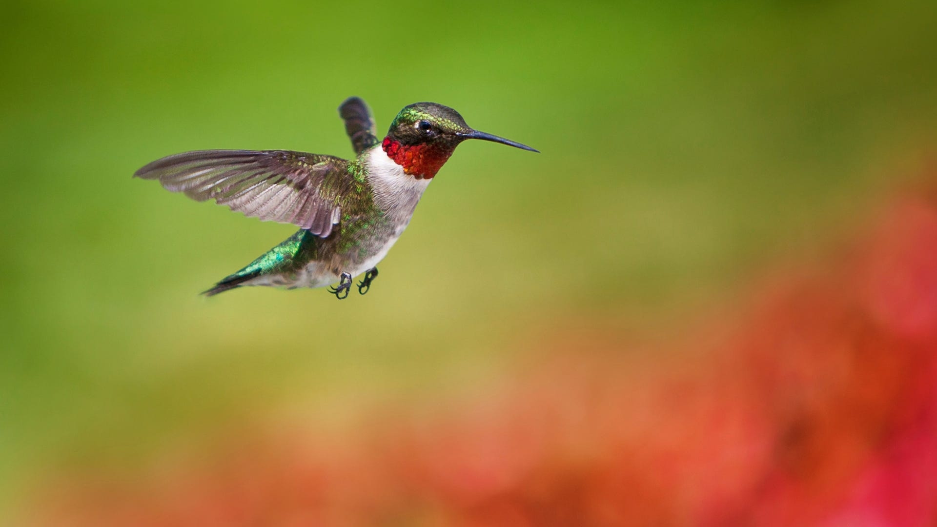 hummingbird pictures to color