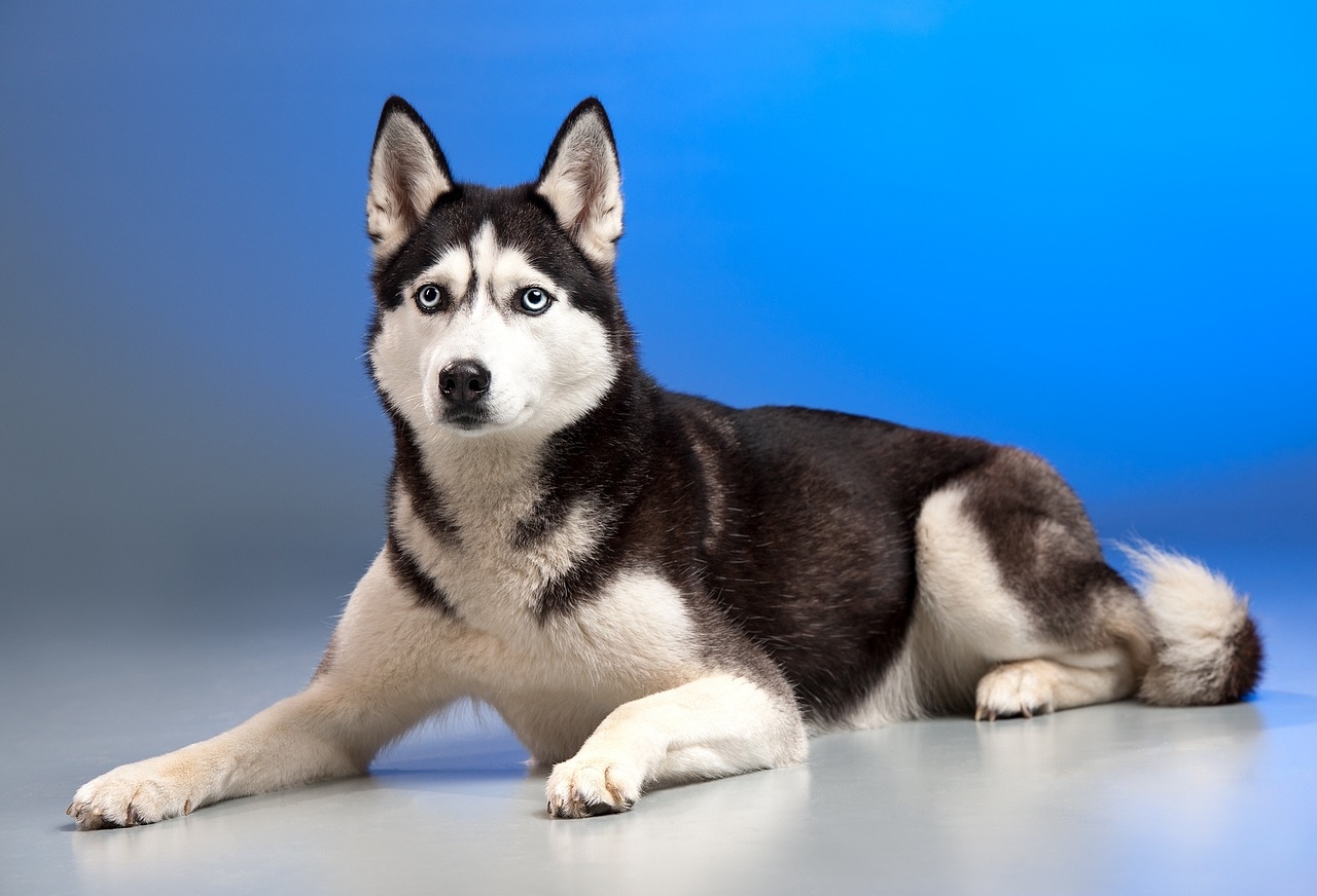 Husky Colors 7 Stunning Variations With Pictures IHeartDogs