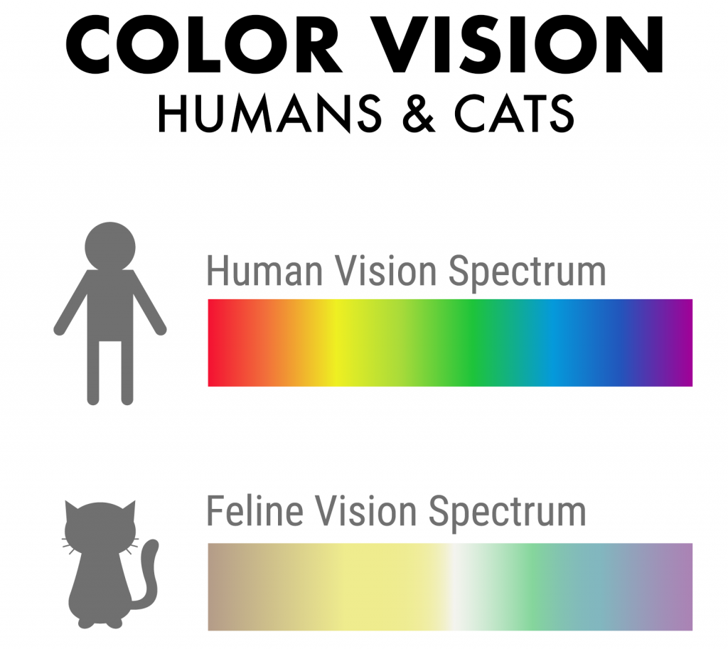 I Just Found Out That Cats Cannot See The Color Orange Yet My Cat s Favorite Color Has Always Seemingly Been Orange Any Ideas Why R CatAdvice