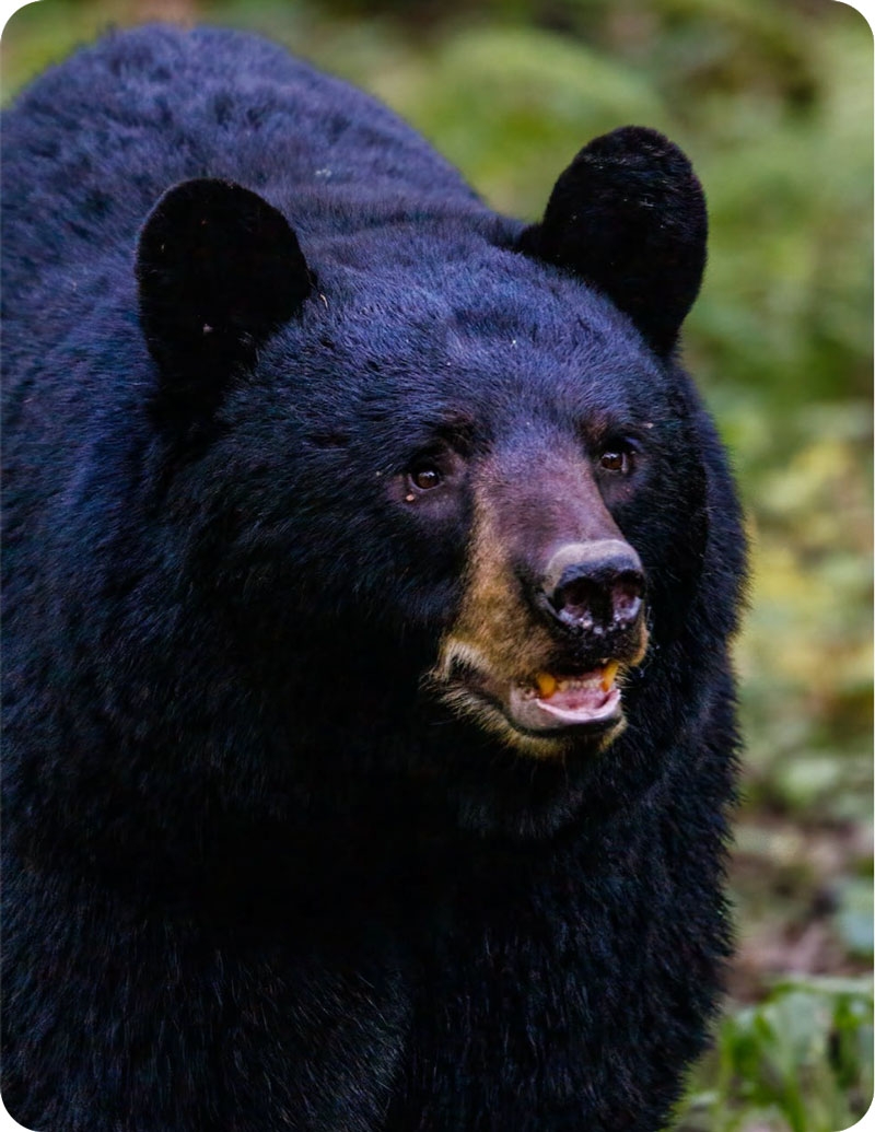 color faced bears