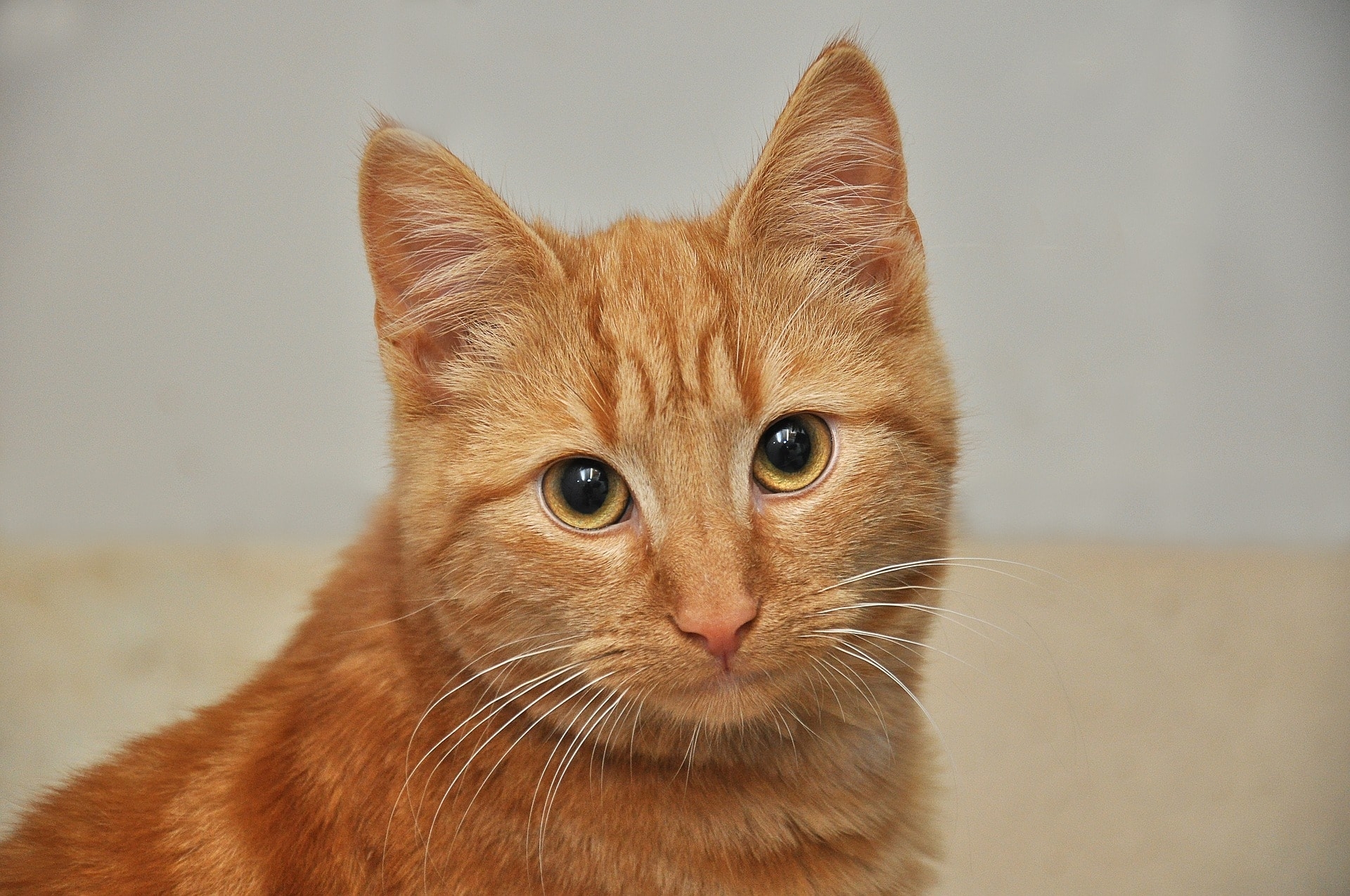 cat color and personality