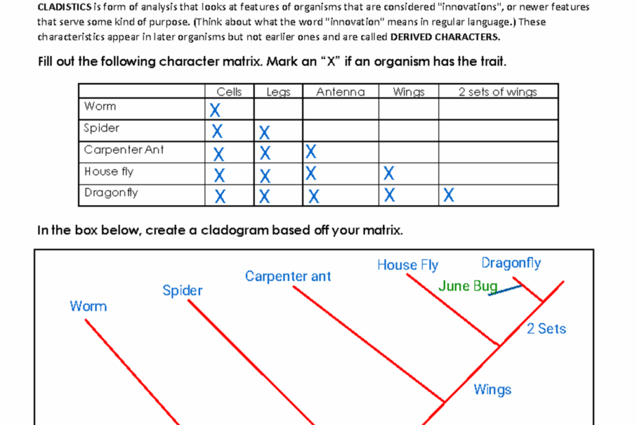 Kami Export Cladogram Worksheet Name Date Studocu