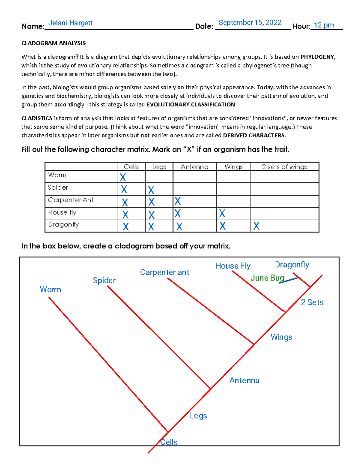 Kami Export Cladogram Worksheet Name Date Studocu
