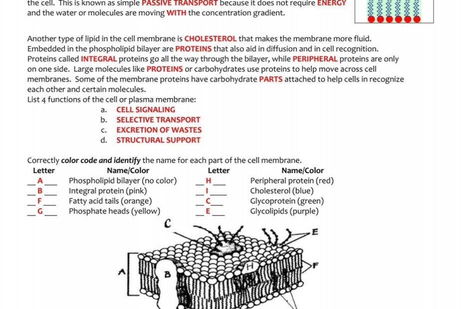 KEY Cell Membrane And Tonicity Worksheet pdf