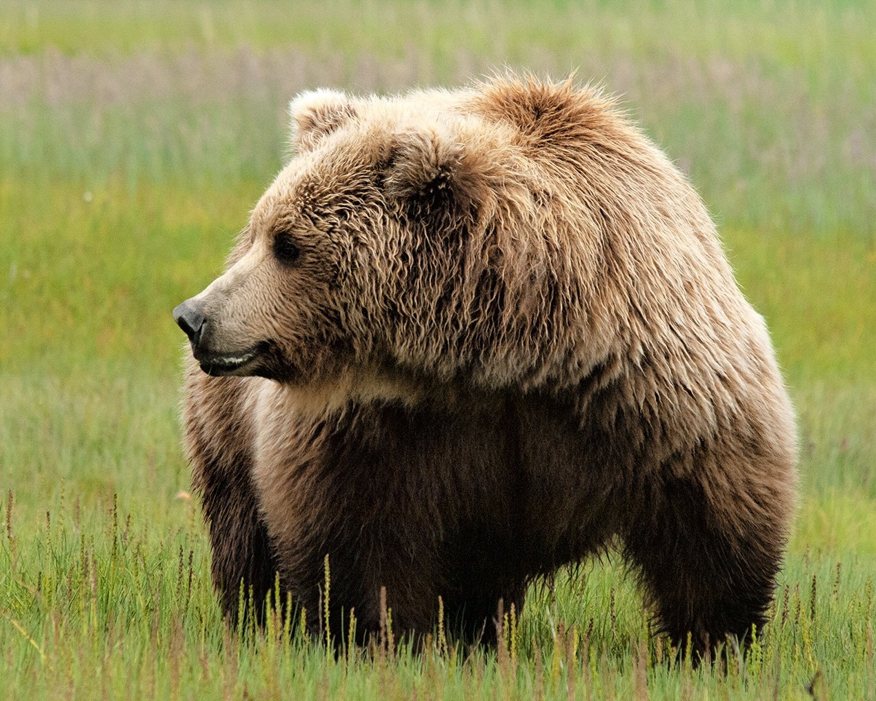Know The Difference Get Bear Smart