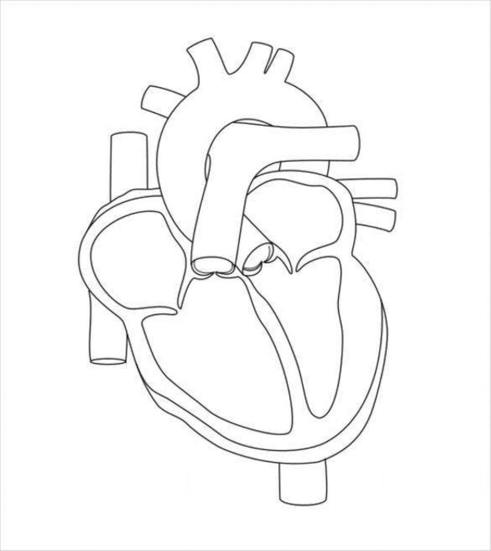 Label The Heart Worksheet Live Worksheets Worksheets Library