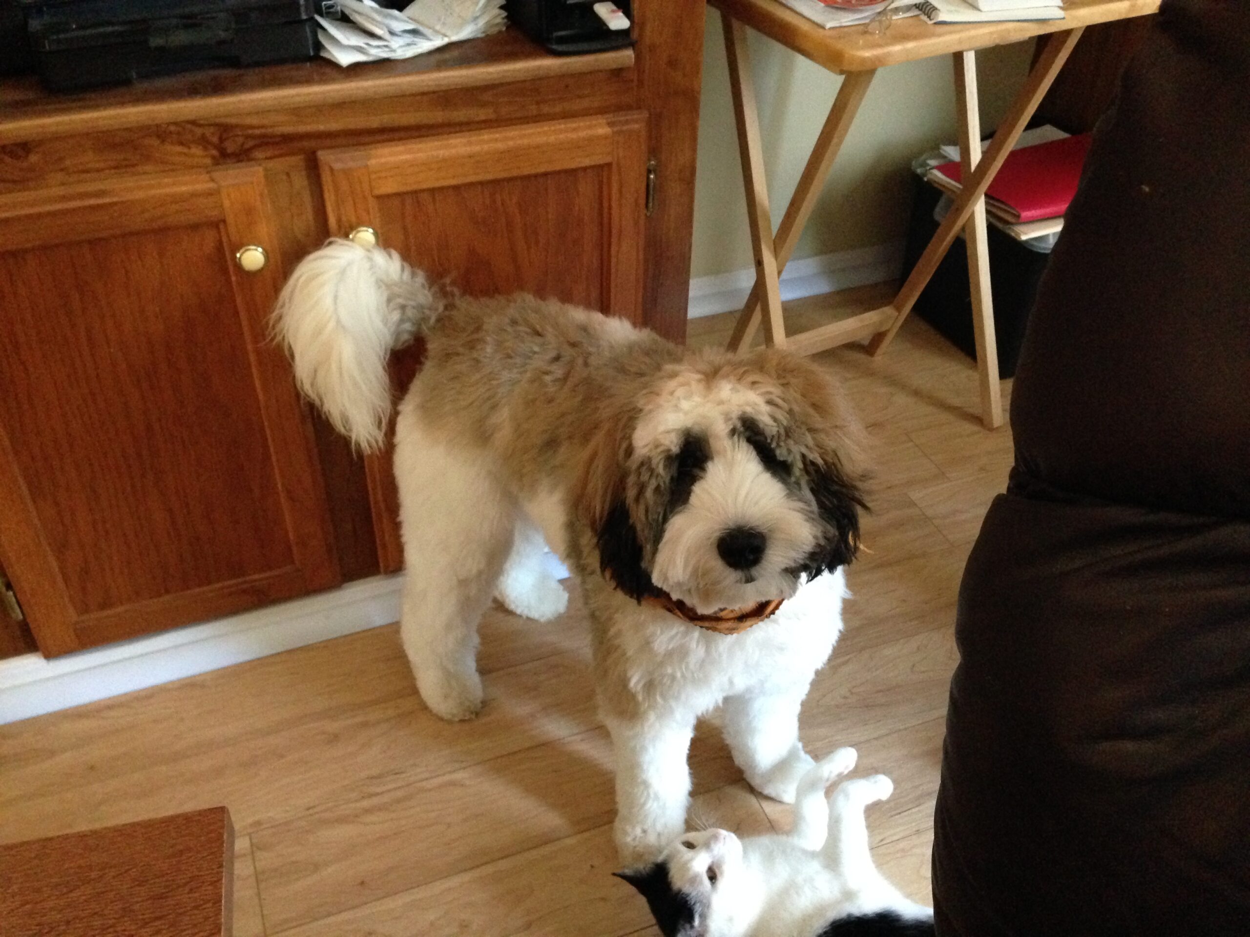 Labradoodle Sable Color
